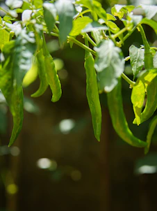 A close up of a green plant with leaves