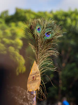 A close up of a peacock feather on a stick