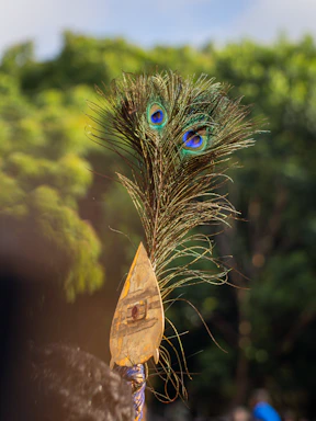 A close up of a peacock feather on a stick