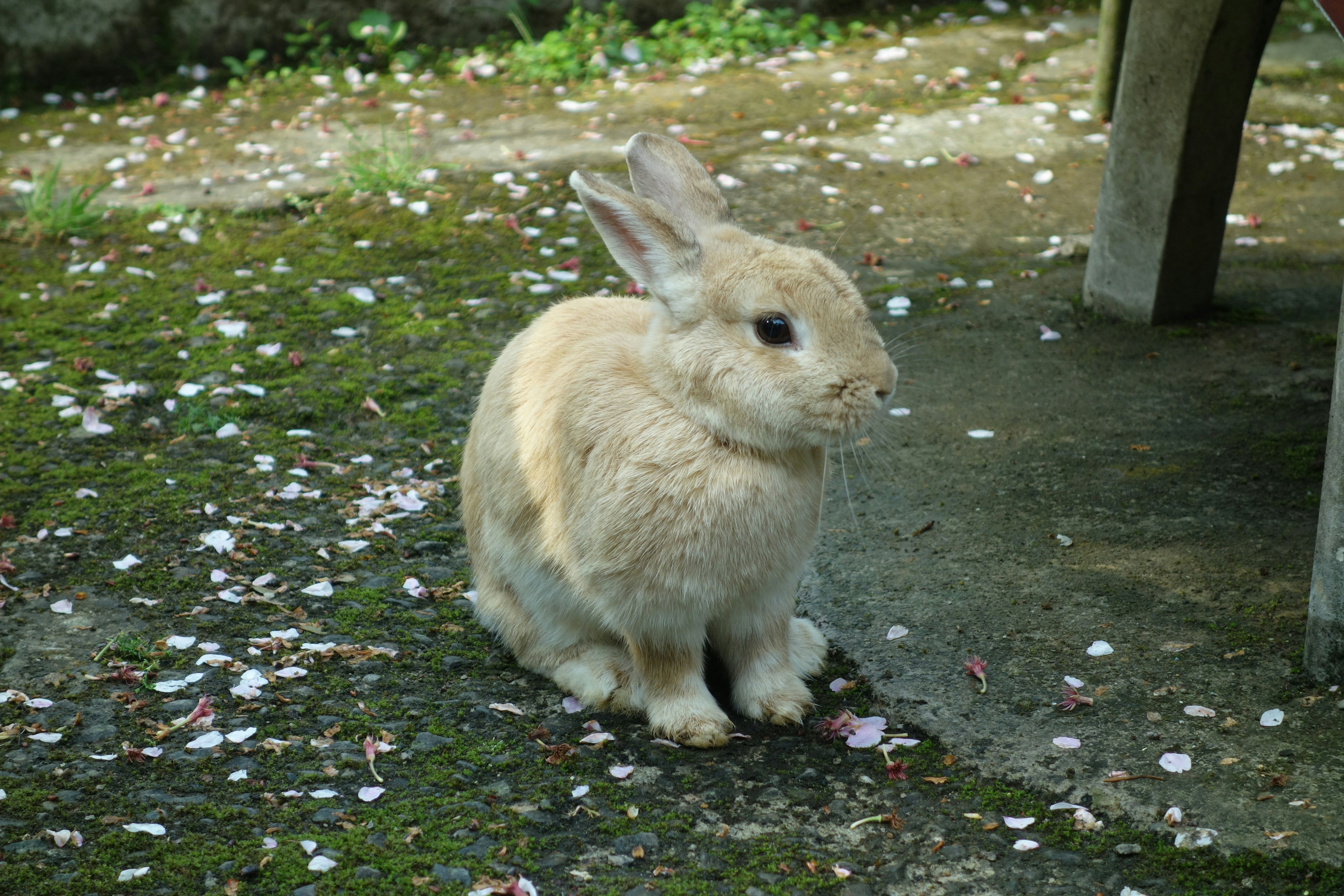 A rabbit sitting on the ground next to a bench