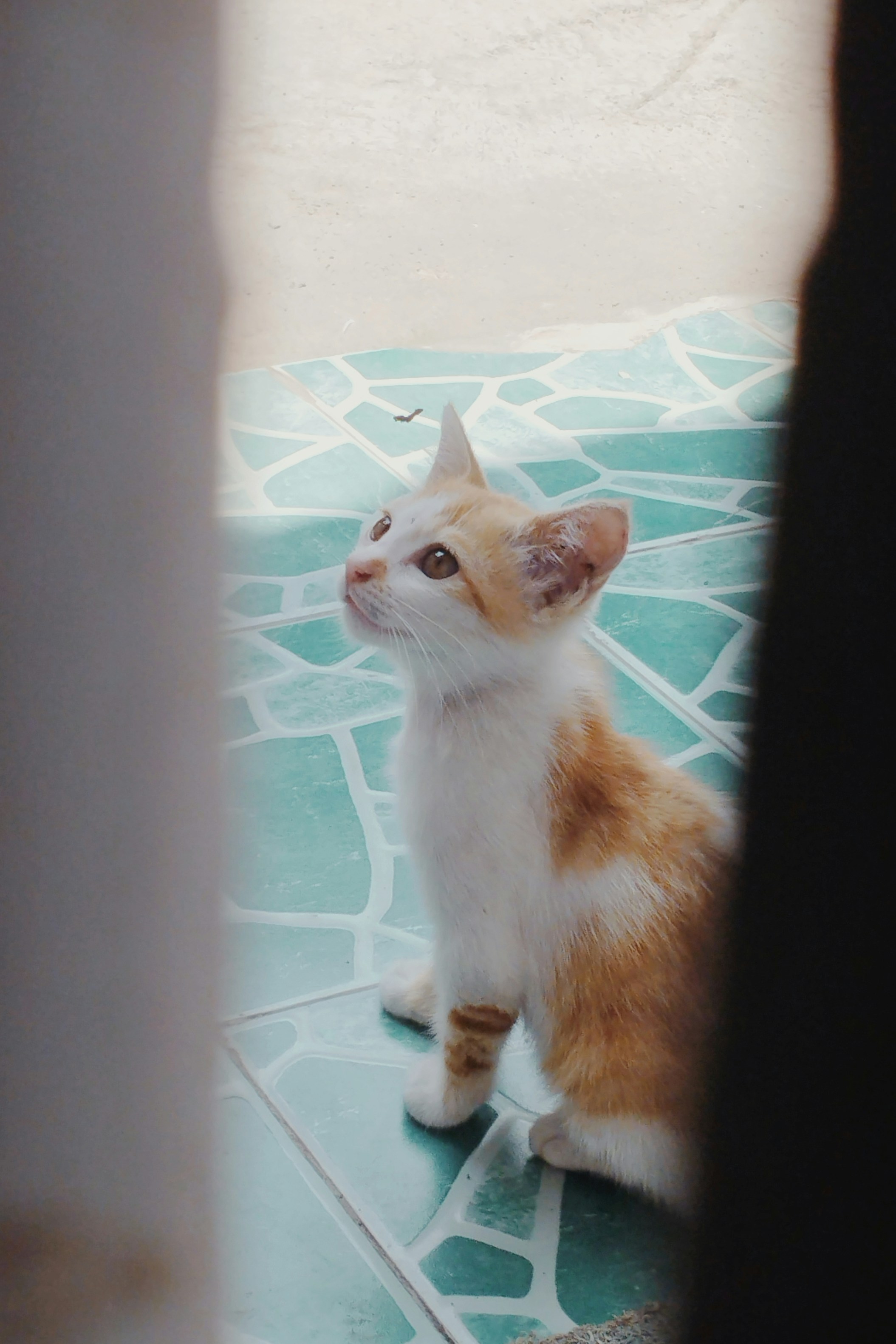 Eine orange-weiße Katze, die auf einem Fliesenboden sitzt