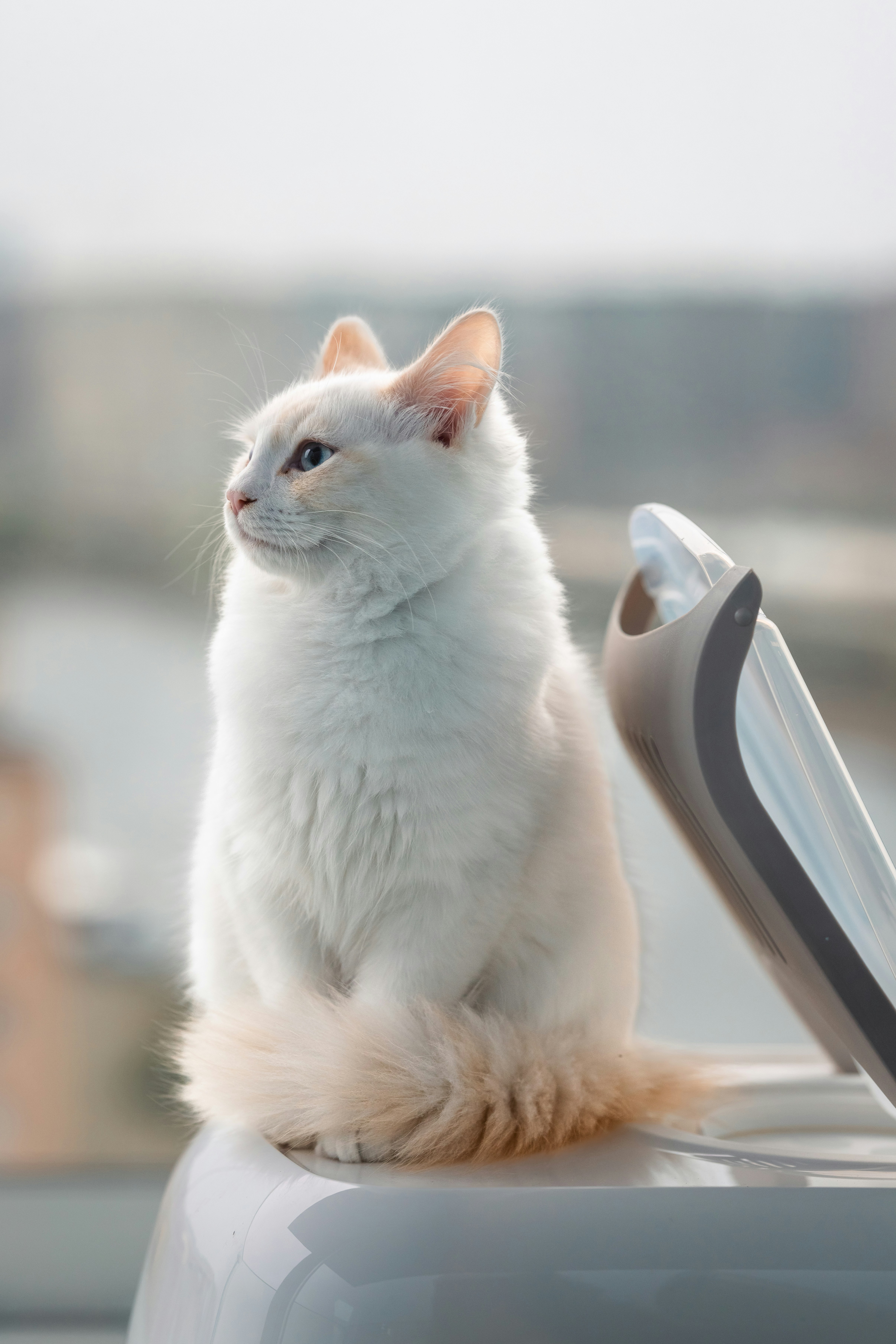 Vocal, but Not Overbearing (image credits: unsplash)