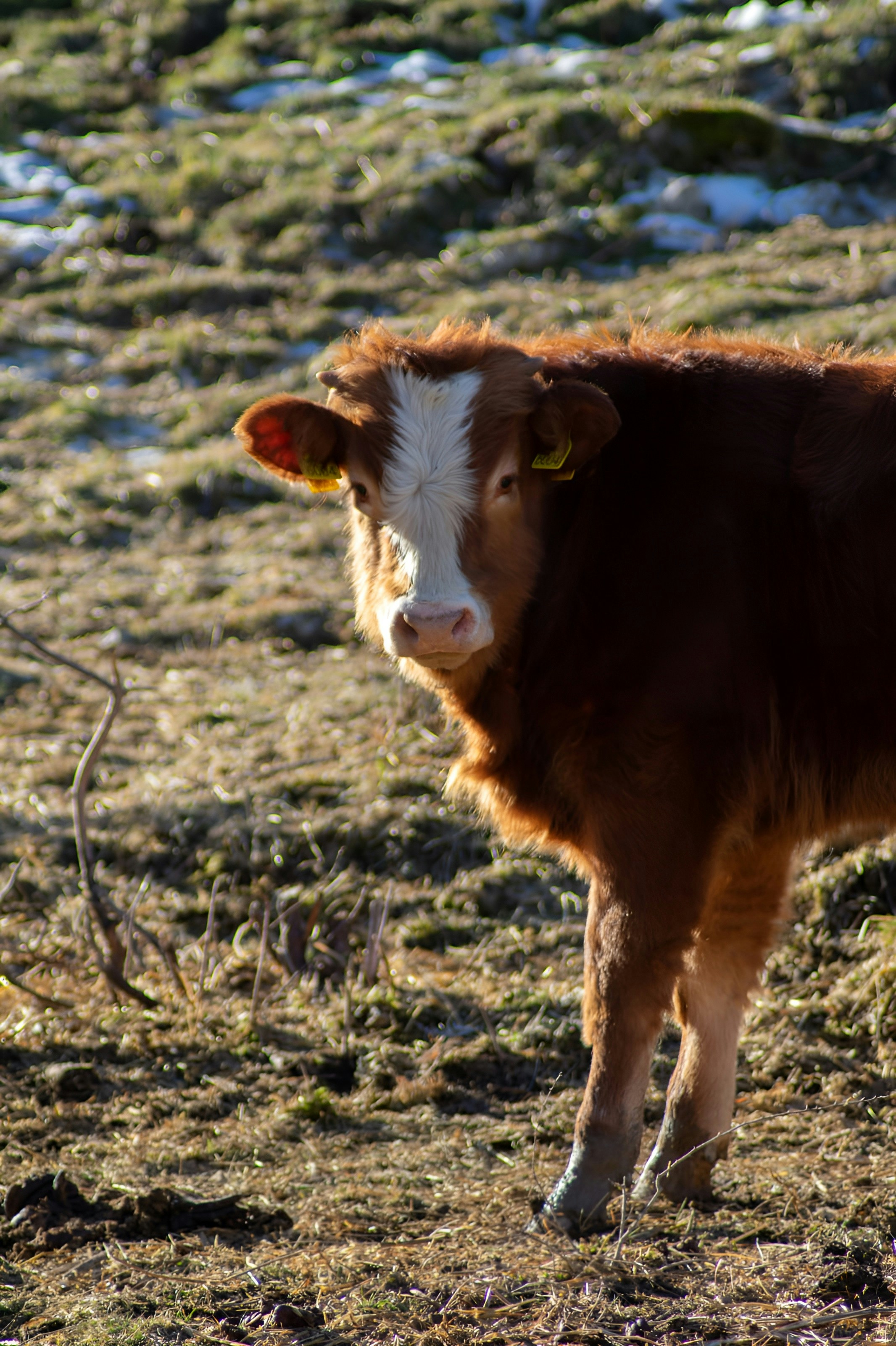 A brown and white cow standing on top of a grass covered field