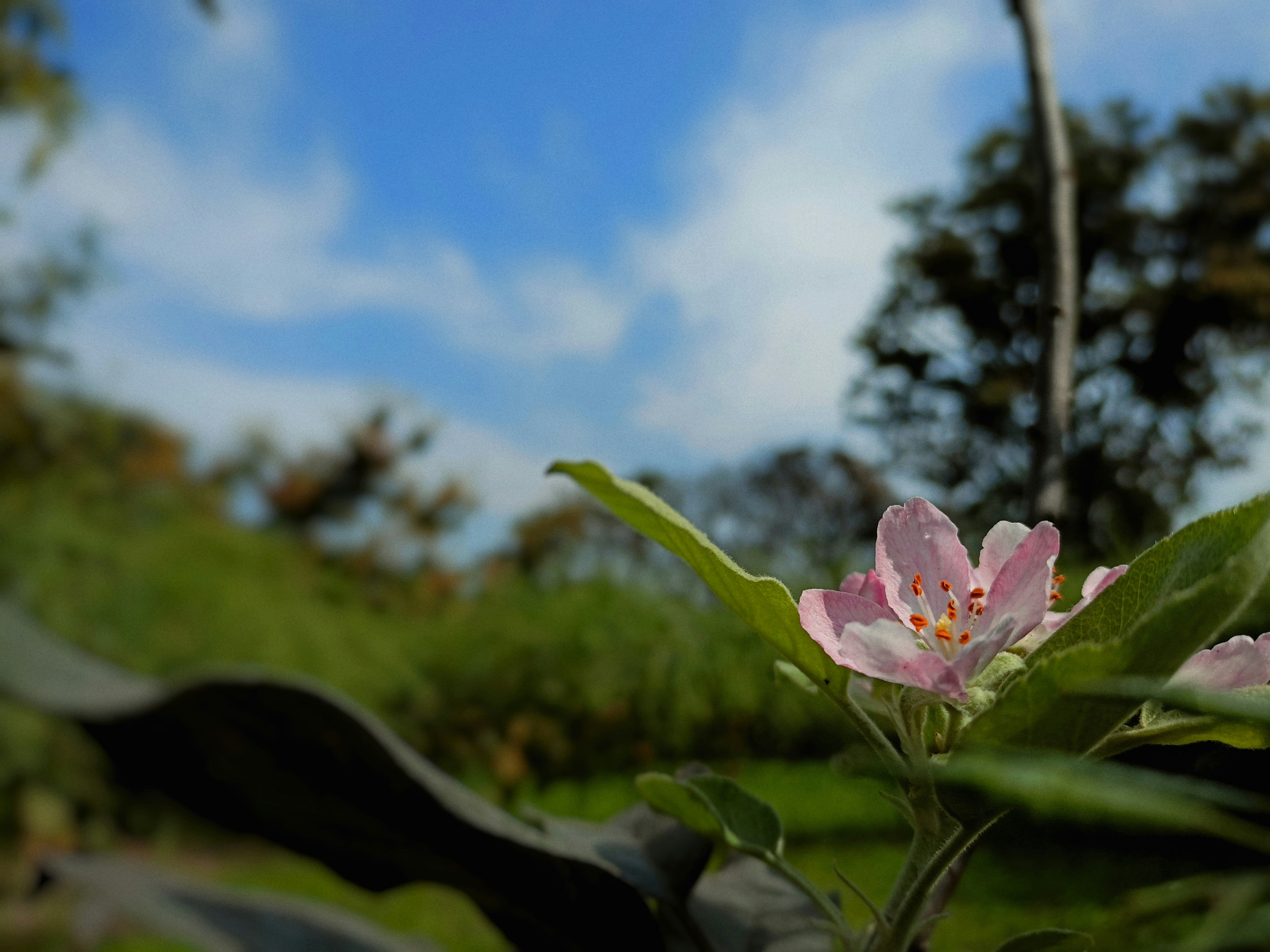 A small pink flower sitting on top of a lush green field photo – Free ...