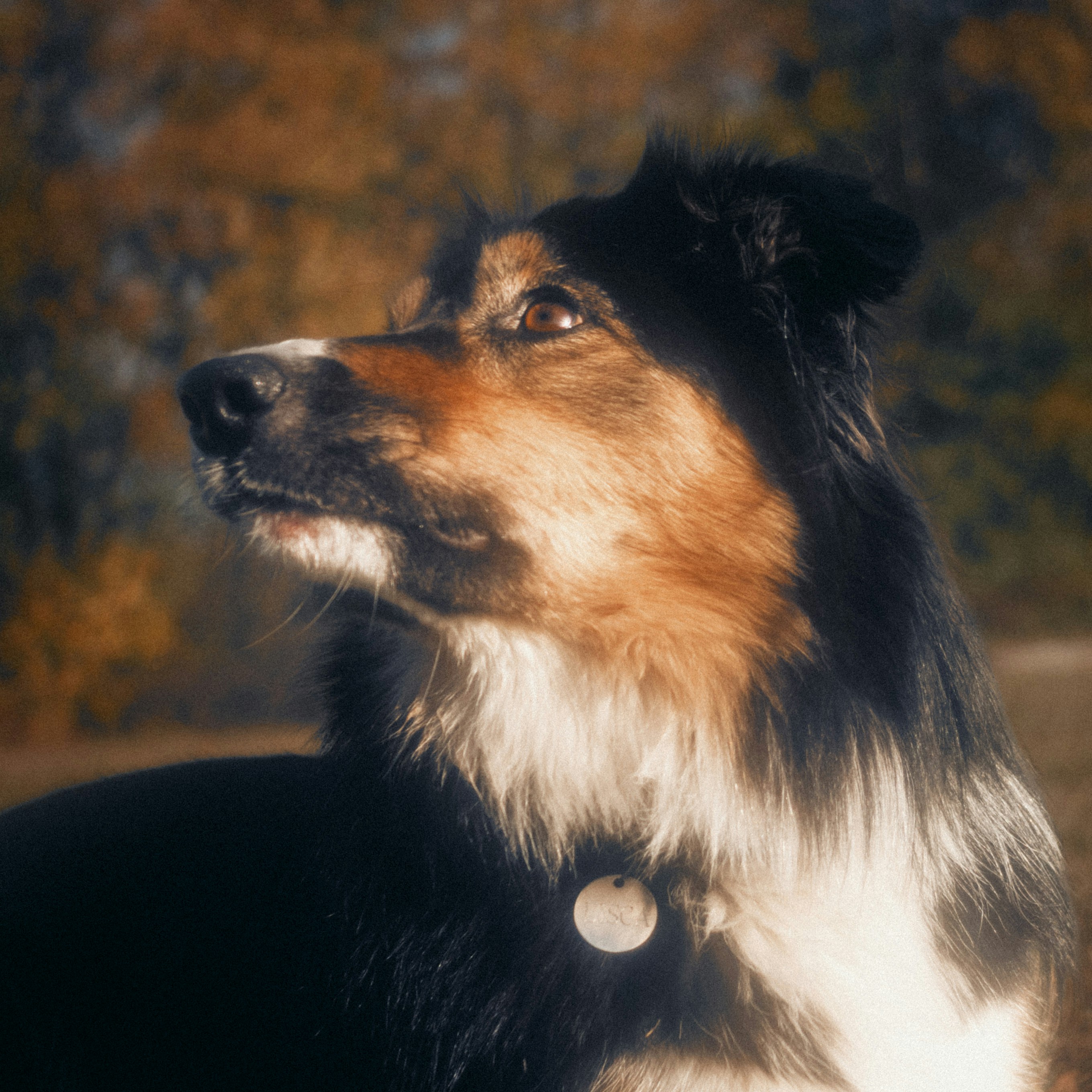 A close up of a dog with trees in the background