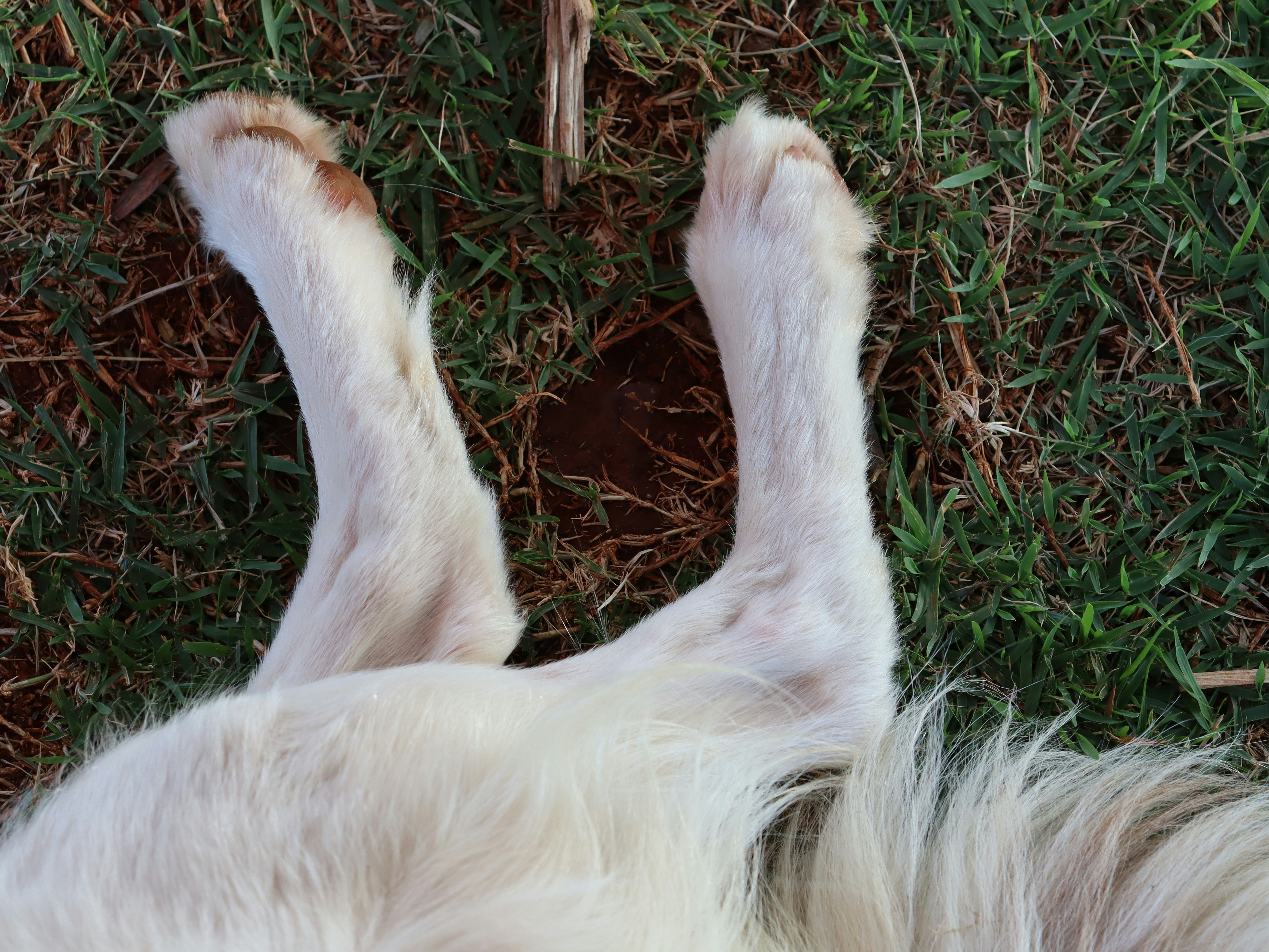 Snowflake Skips and Nerve Sensitivity