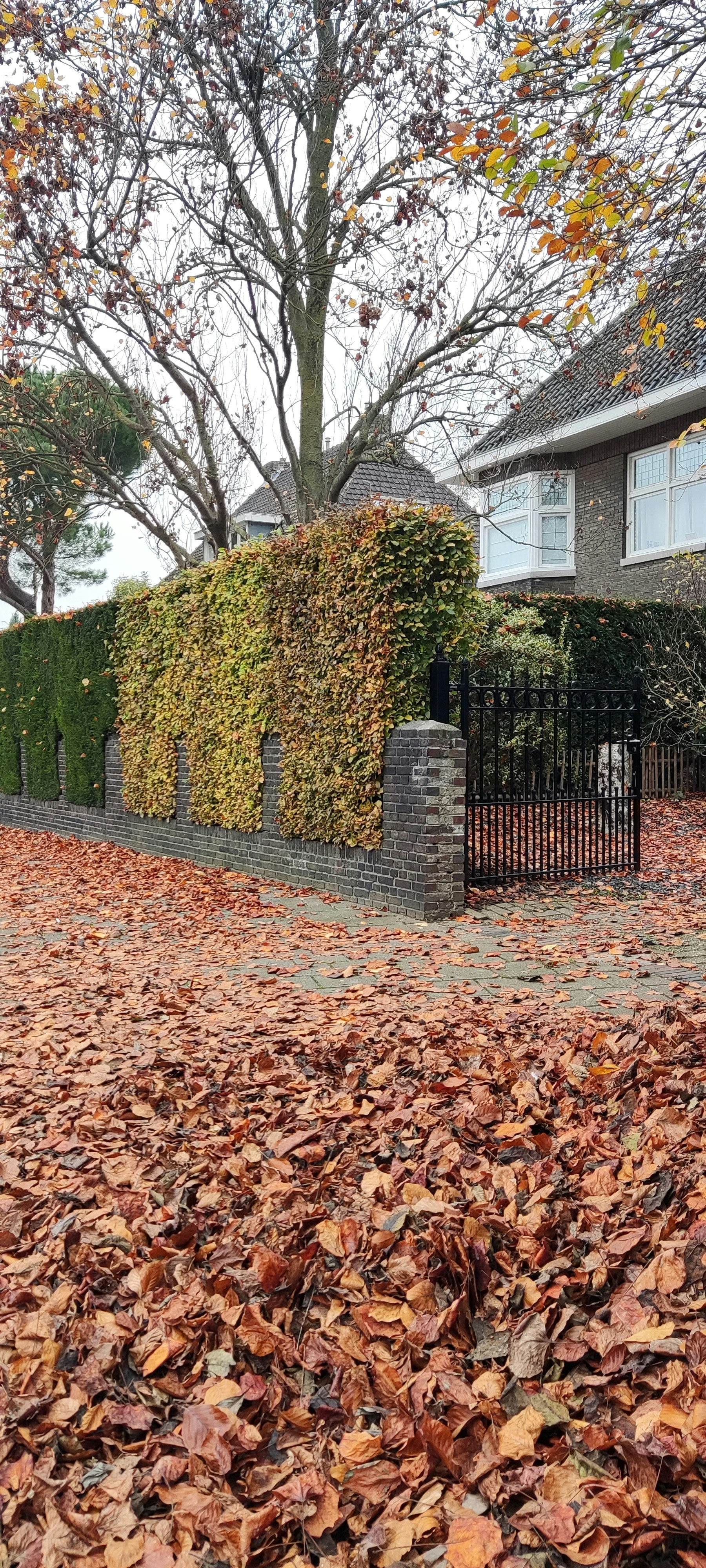 A house with a fence and a lot of leaves on the ground