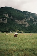 A herd of cattle grazing on a lush green field