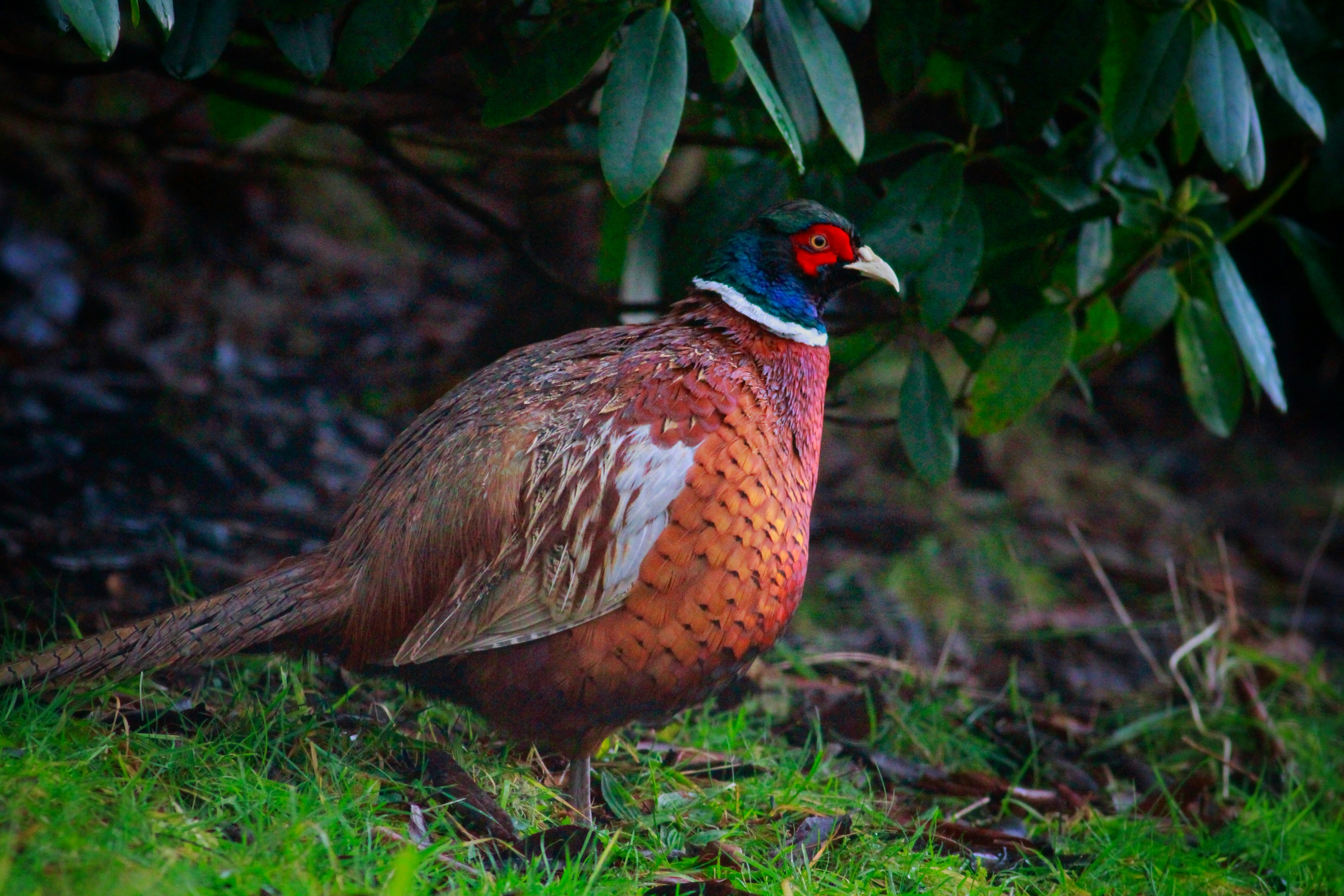 Photo by thomaswilson