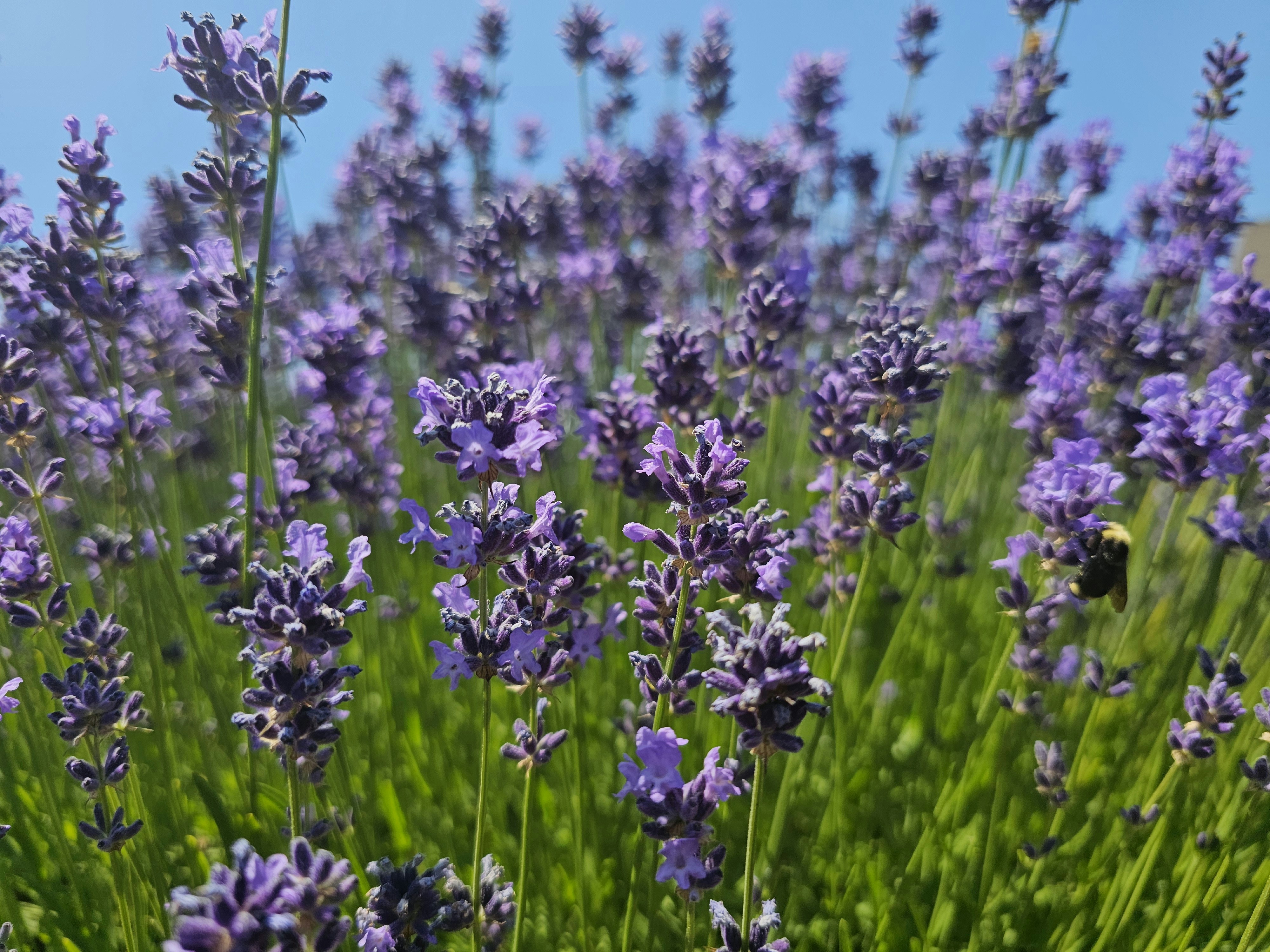 A field of lavender flowers with a blue sky in the background
