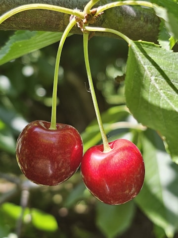 Organic Pomegranate Cider Vinegar by MG Değer Gıda A.Ş - certified organic