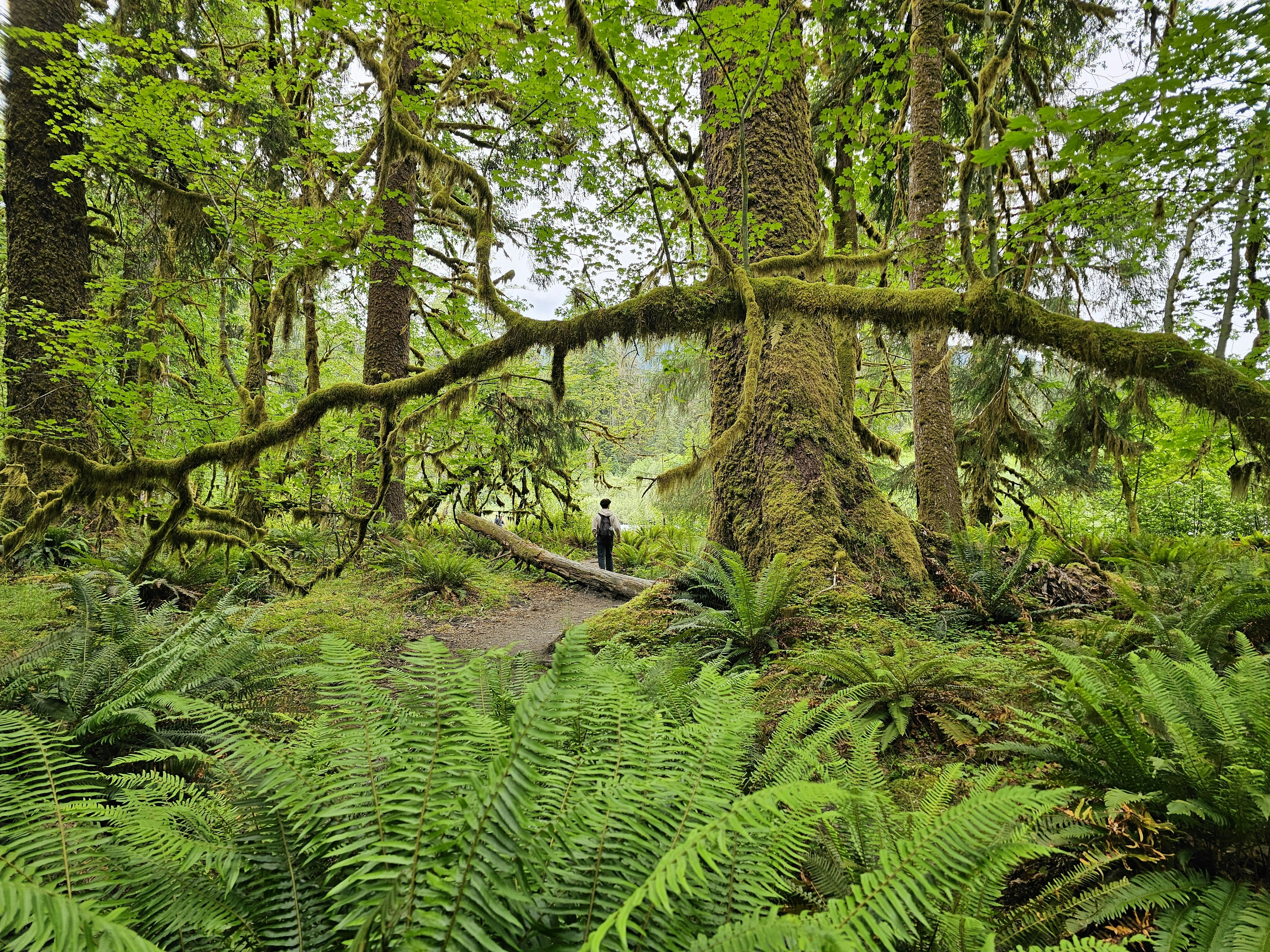 Hoh Rain Forest, Washington