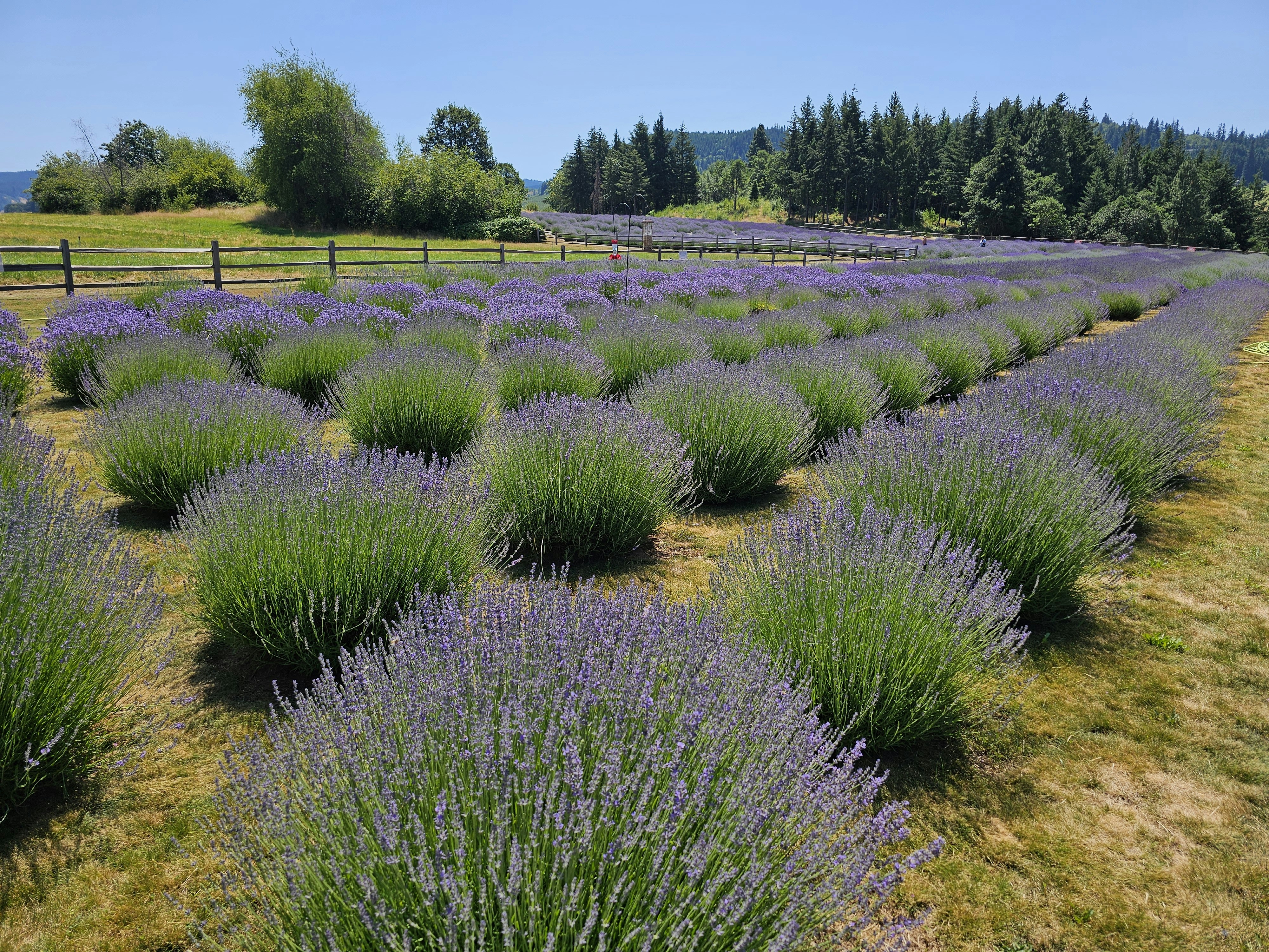 Photo by find_something_pretty_everyday