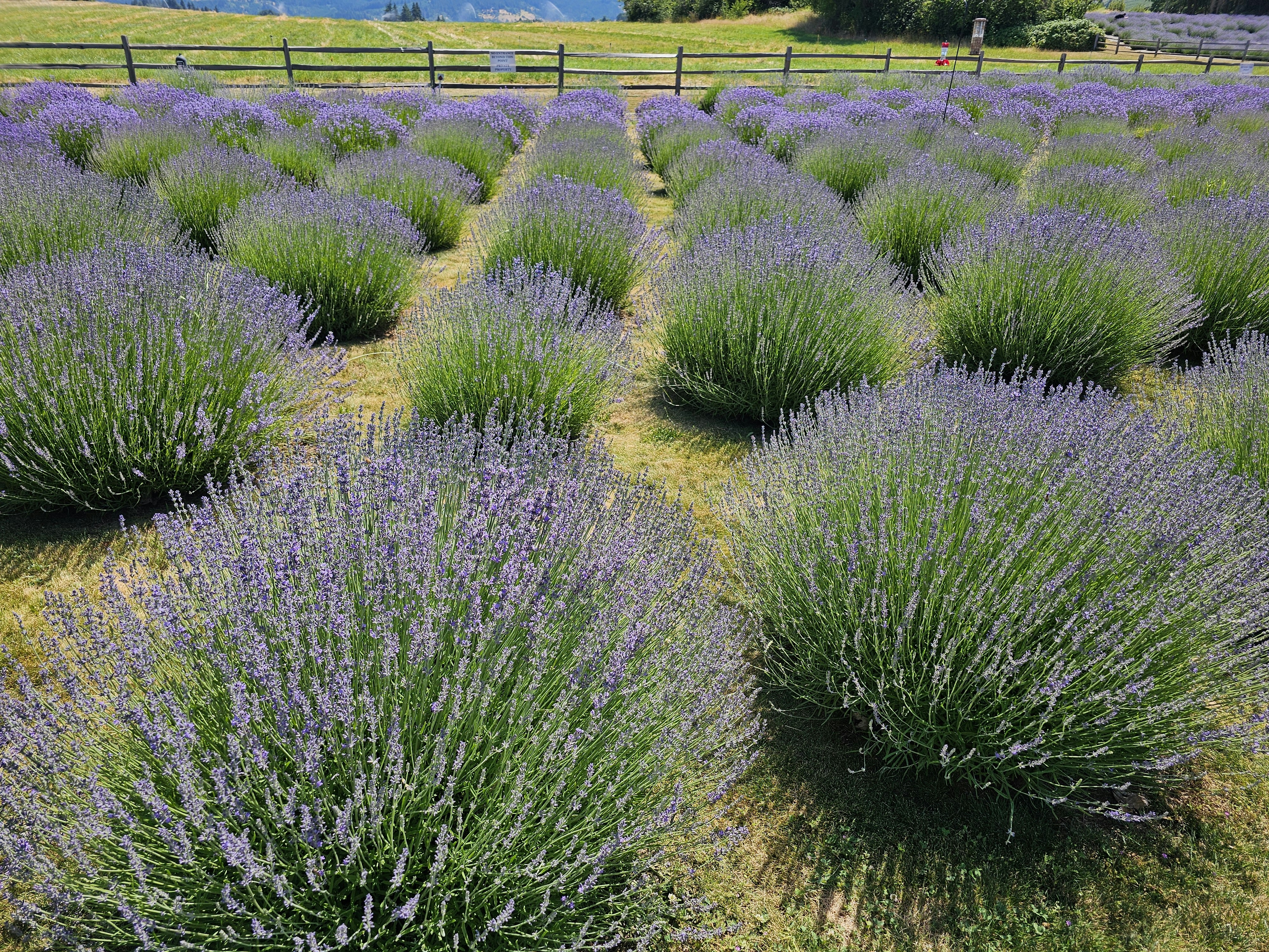 Photo by find_something_pretty_everyday