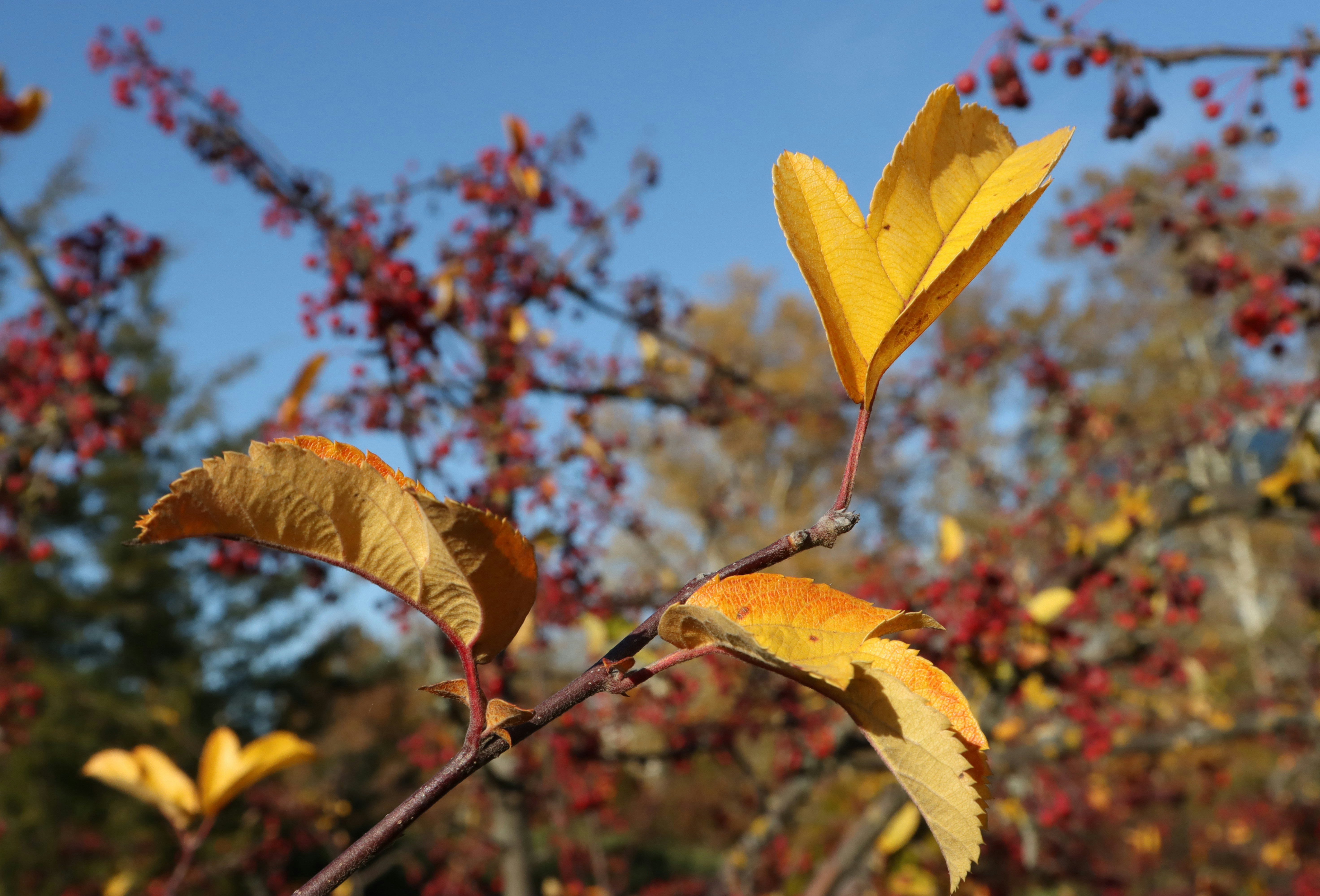 Photo by bored_mongoose