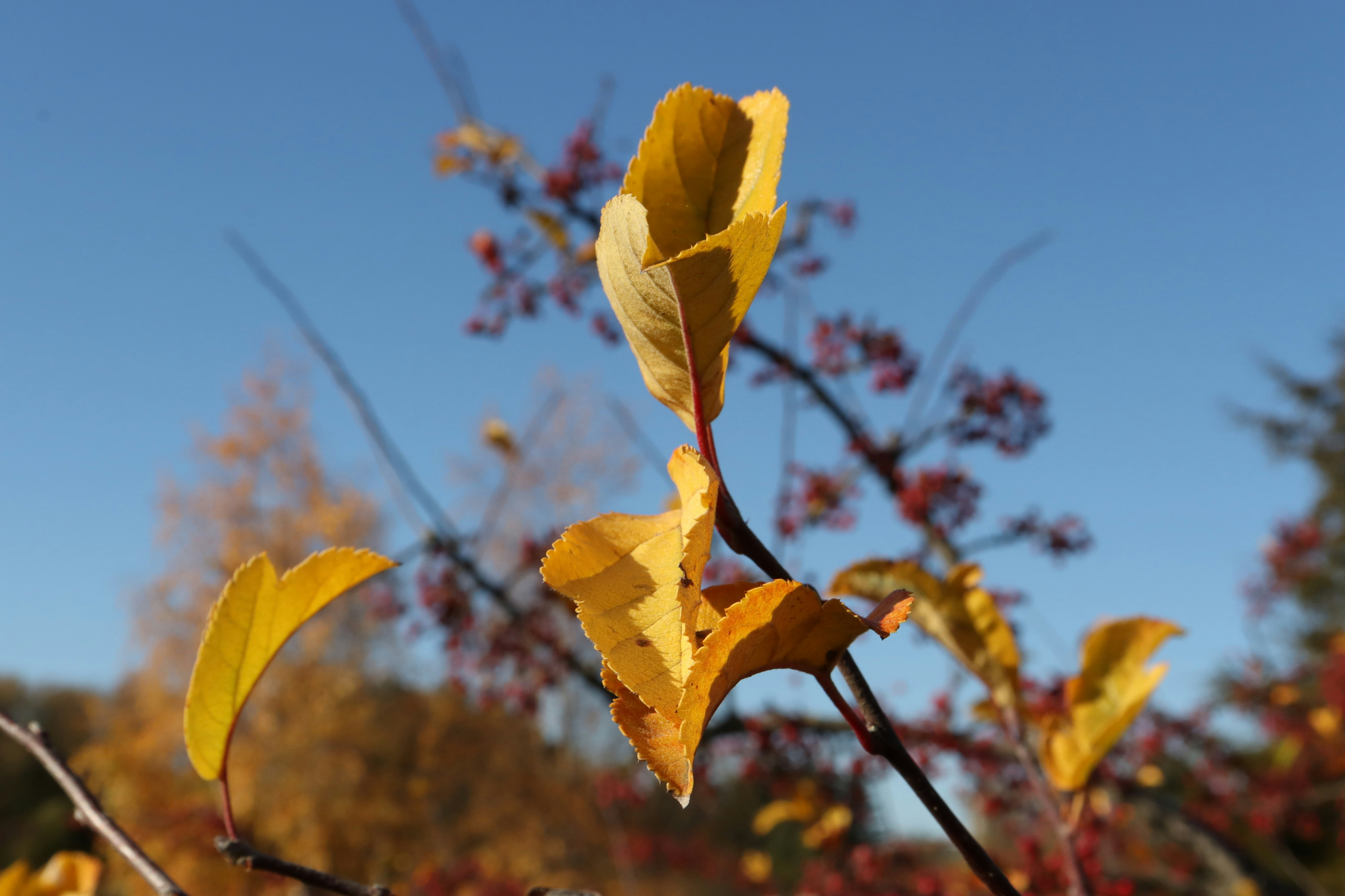 Photo by bored_mongoose