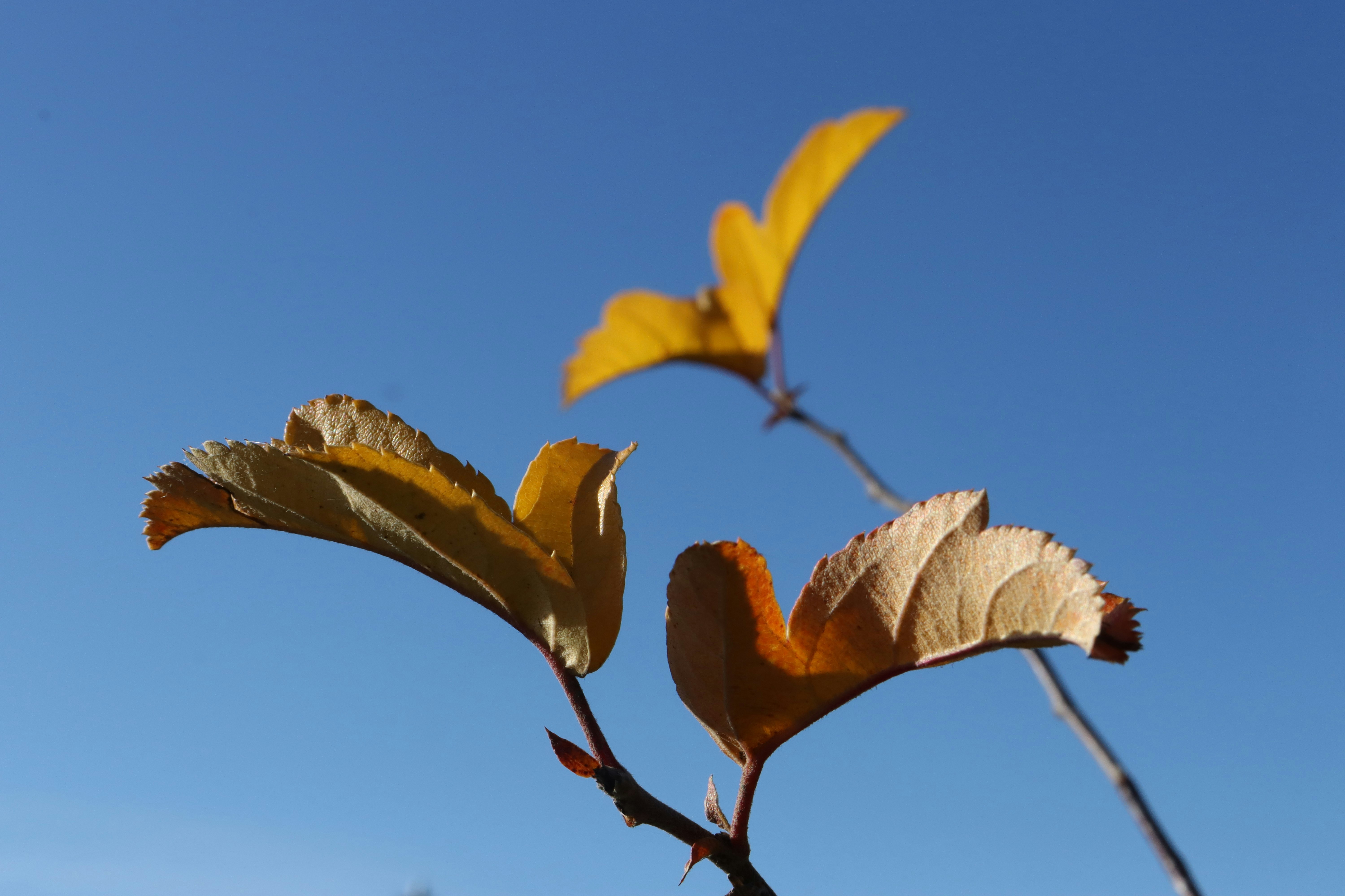 Photo by bored_mongoose