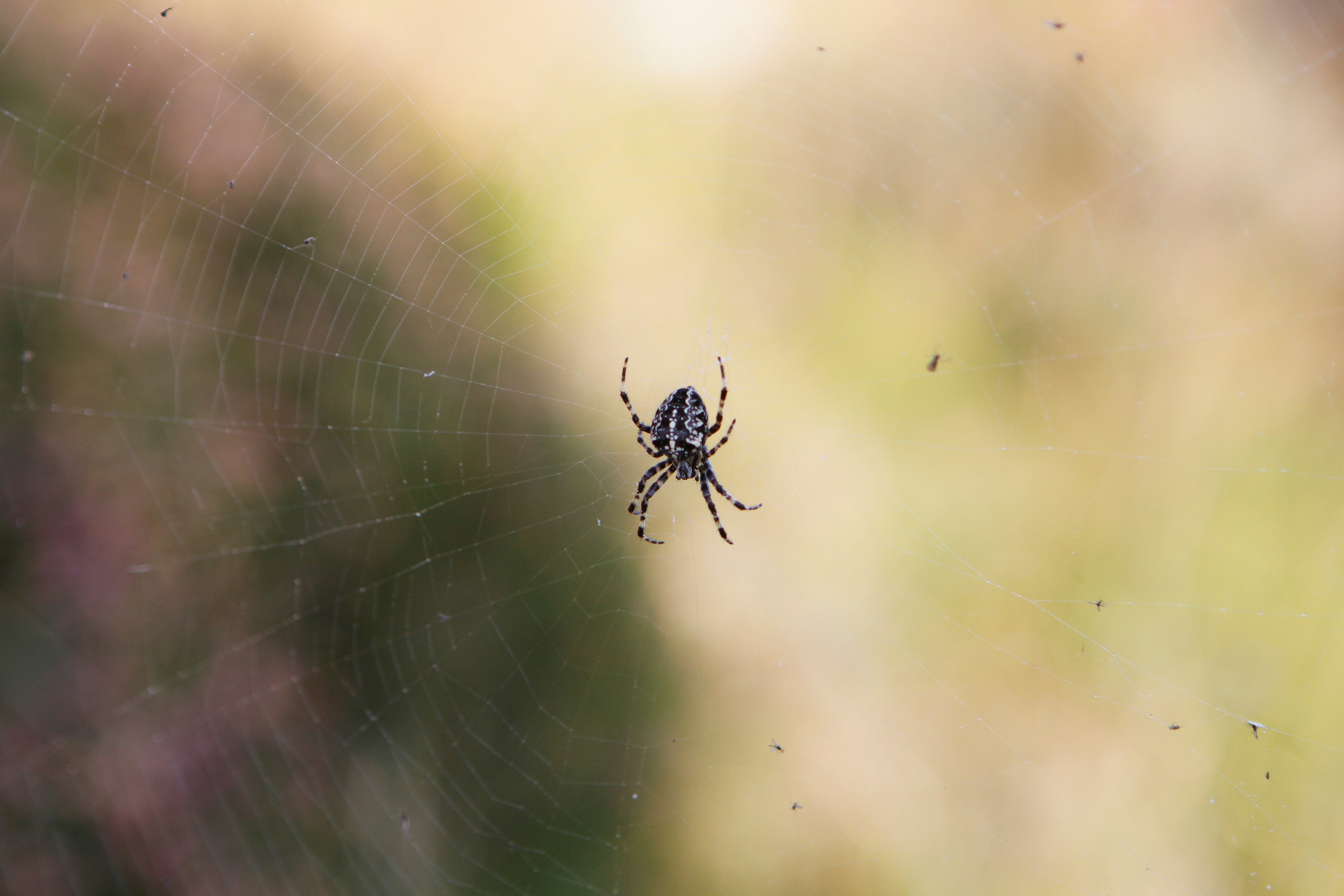 Photo by thomaswilson