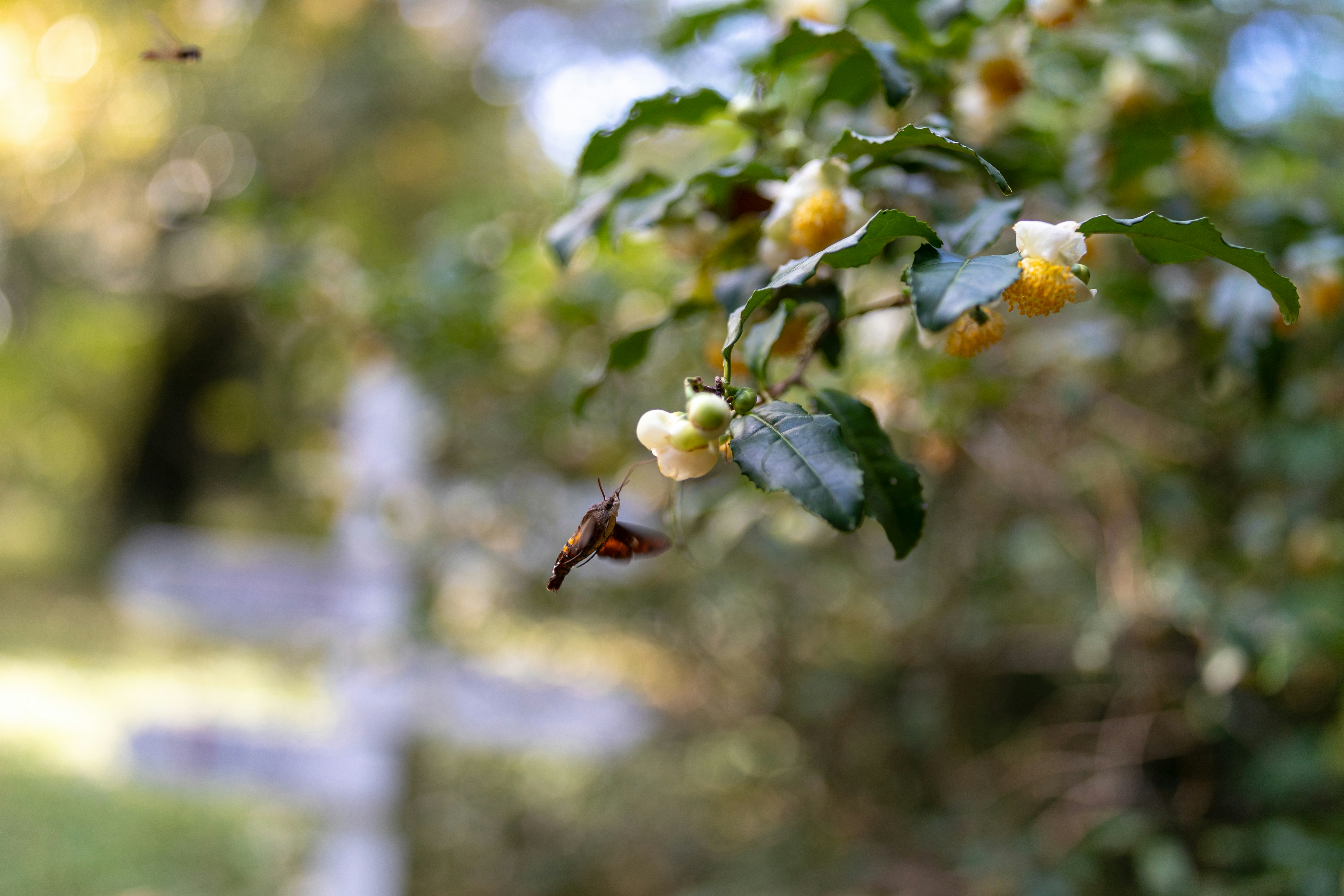 文化衝擊！這5個超Local習俗，讓你懷疑人生！