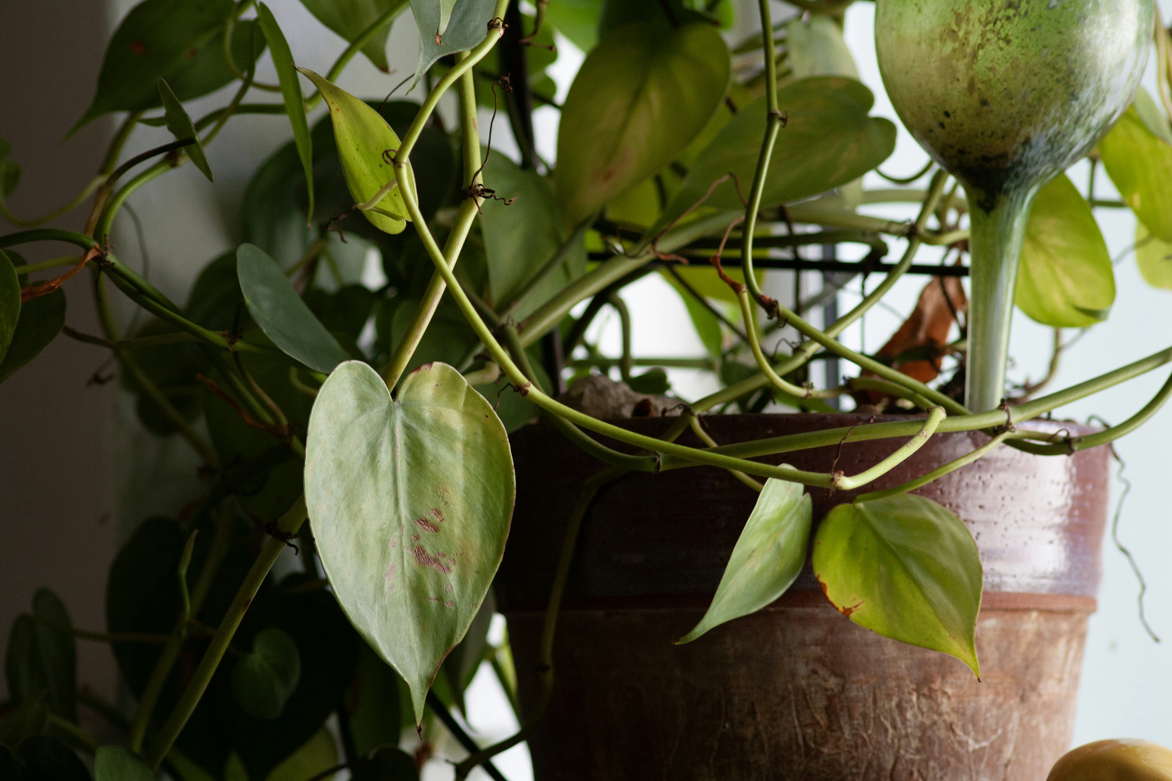 Una planta en maceta con hojas verdes sobre una mesa