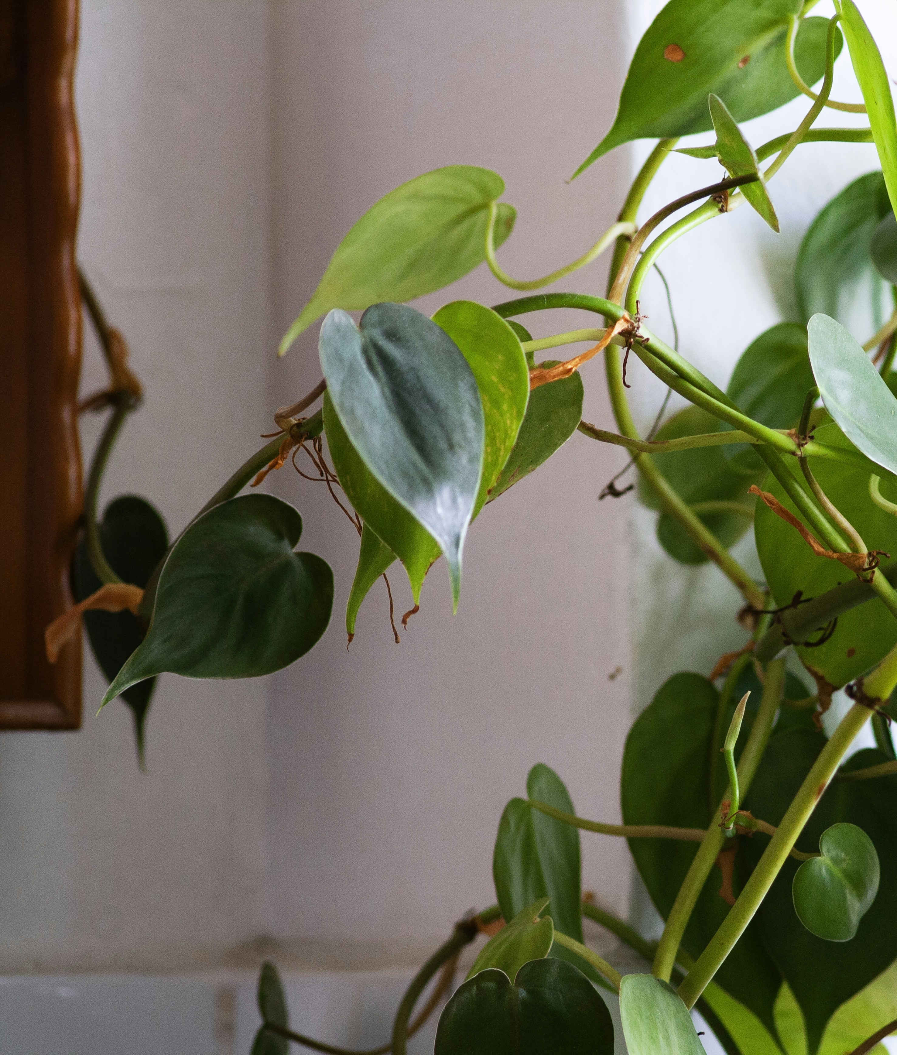 Una planta en maceta frente a un espejo