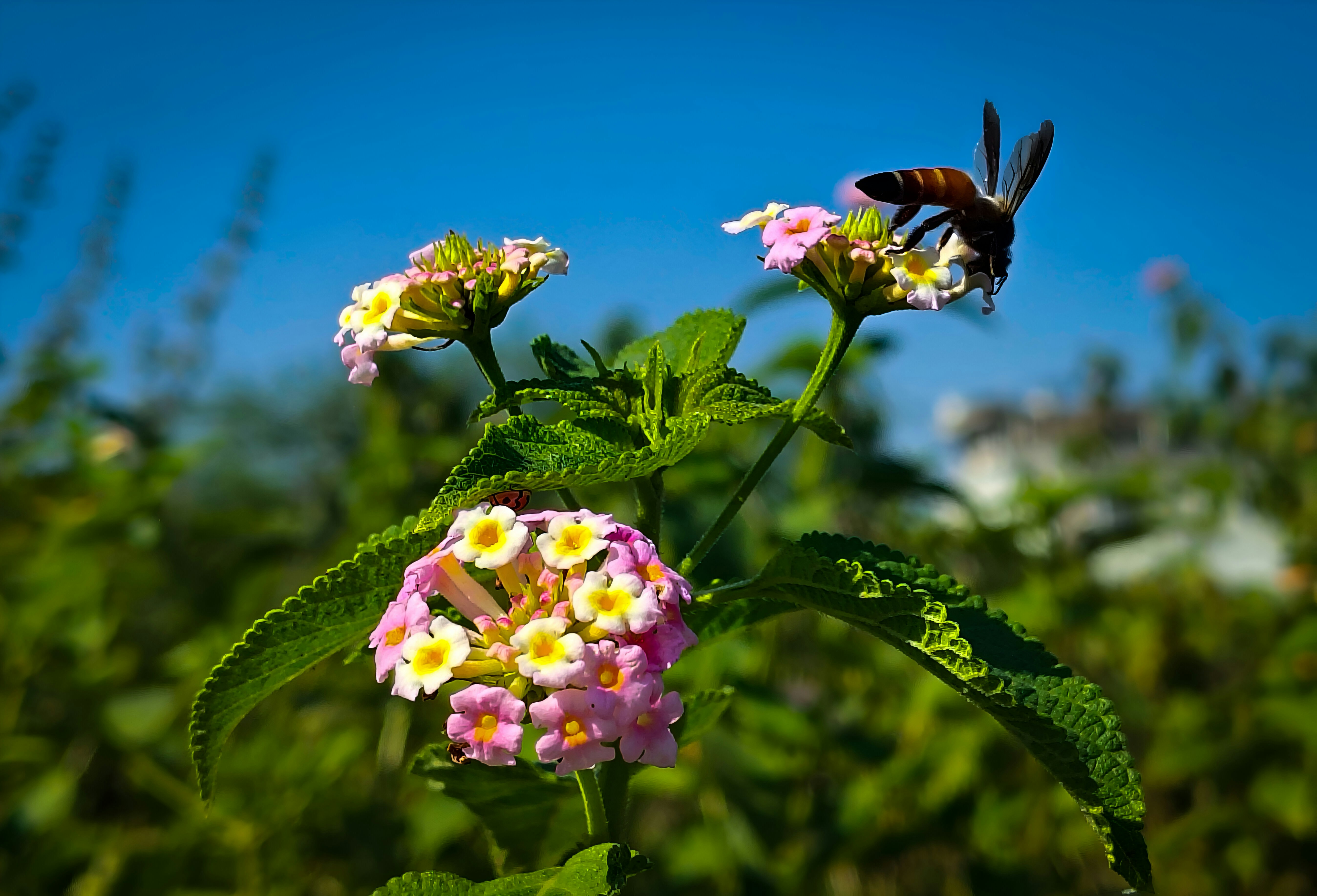 Photo by shivaan_hawen