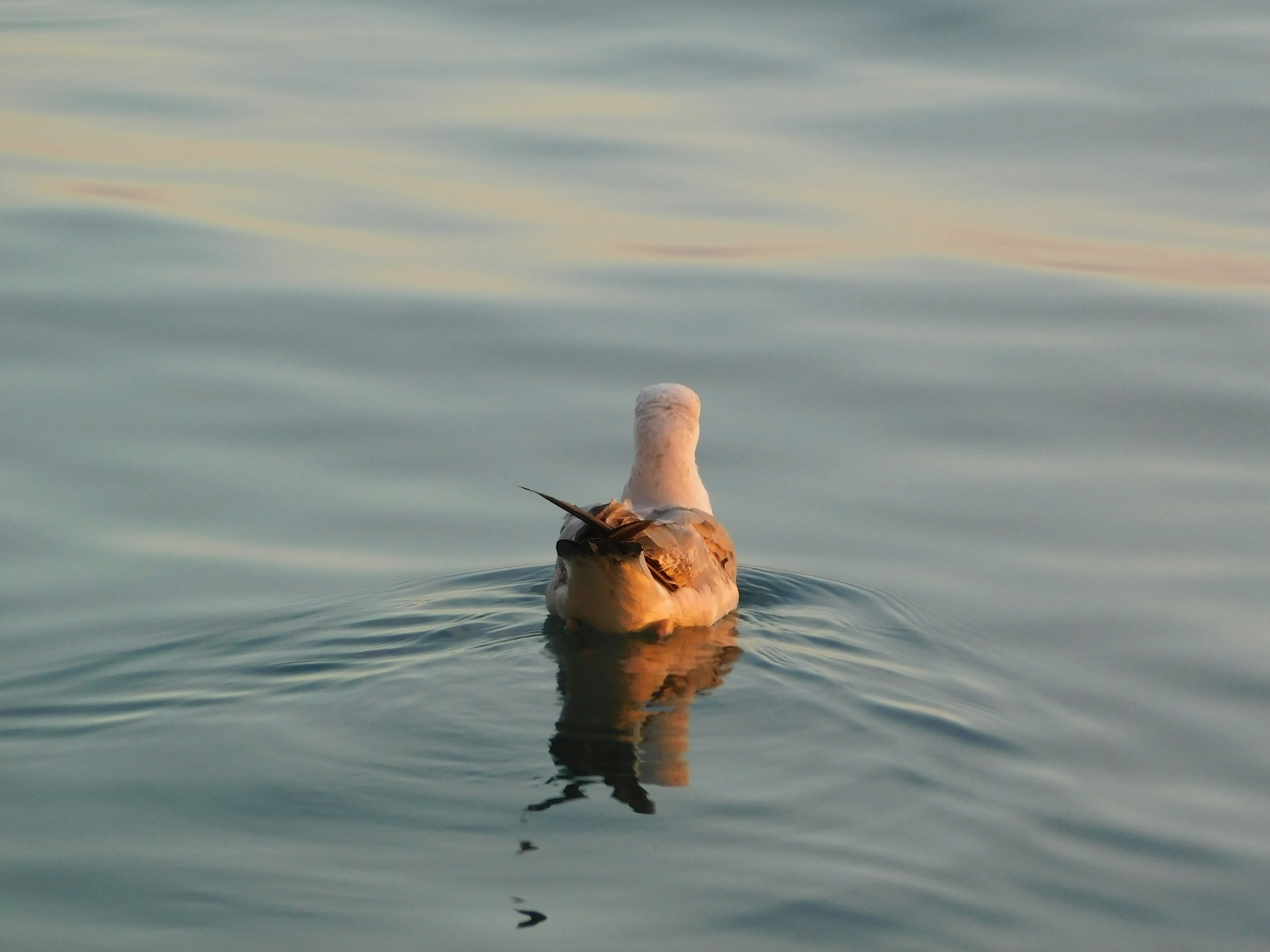 Photo by anjajustin13