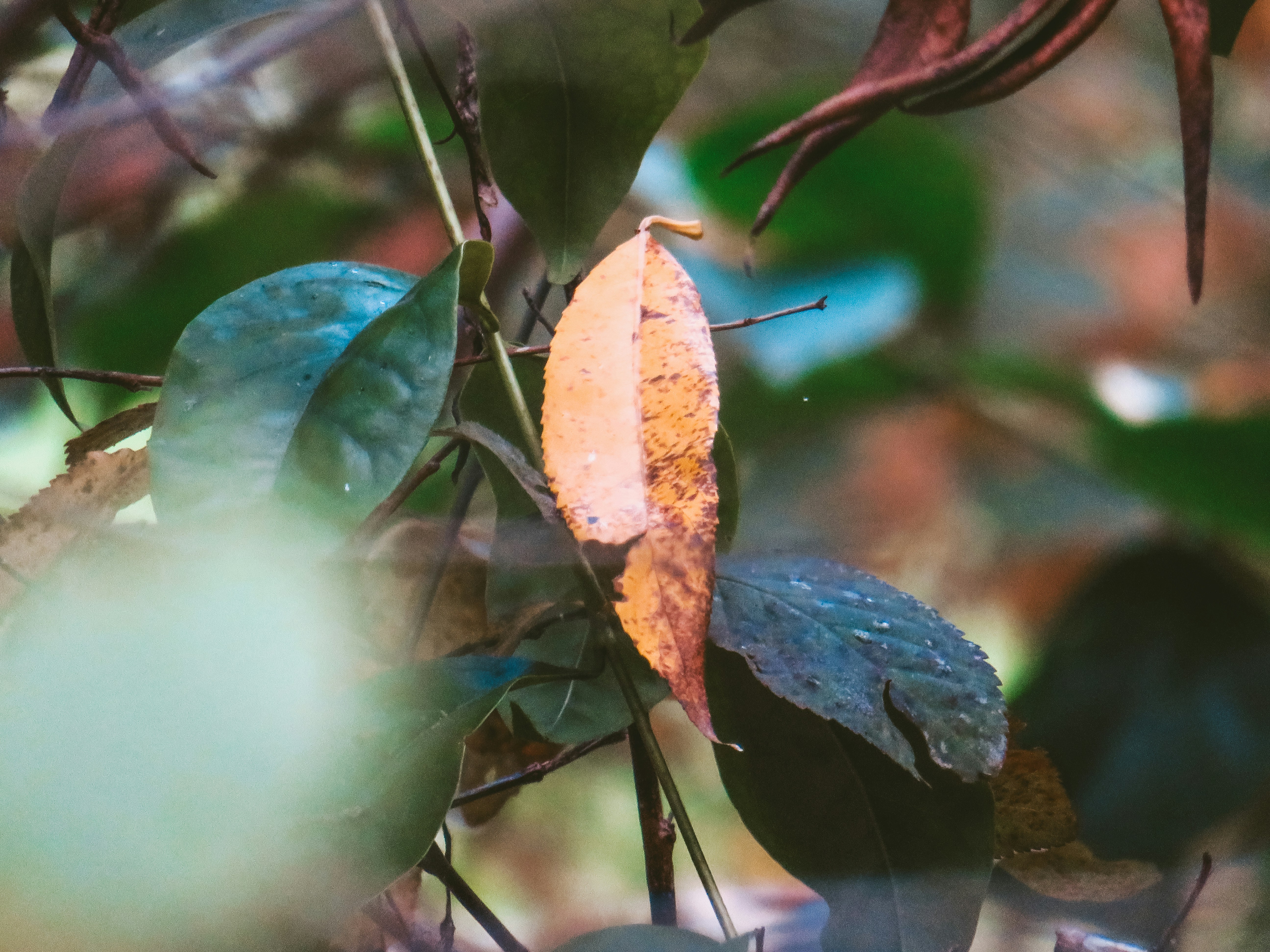 Photo by jgcachafeiro