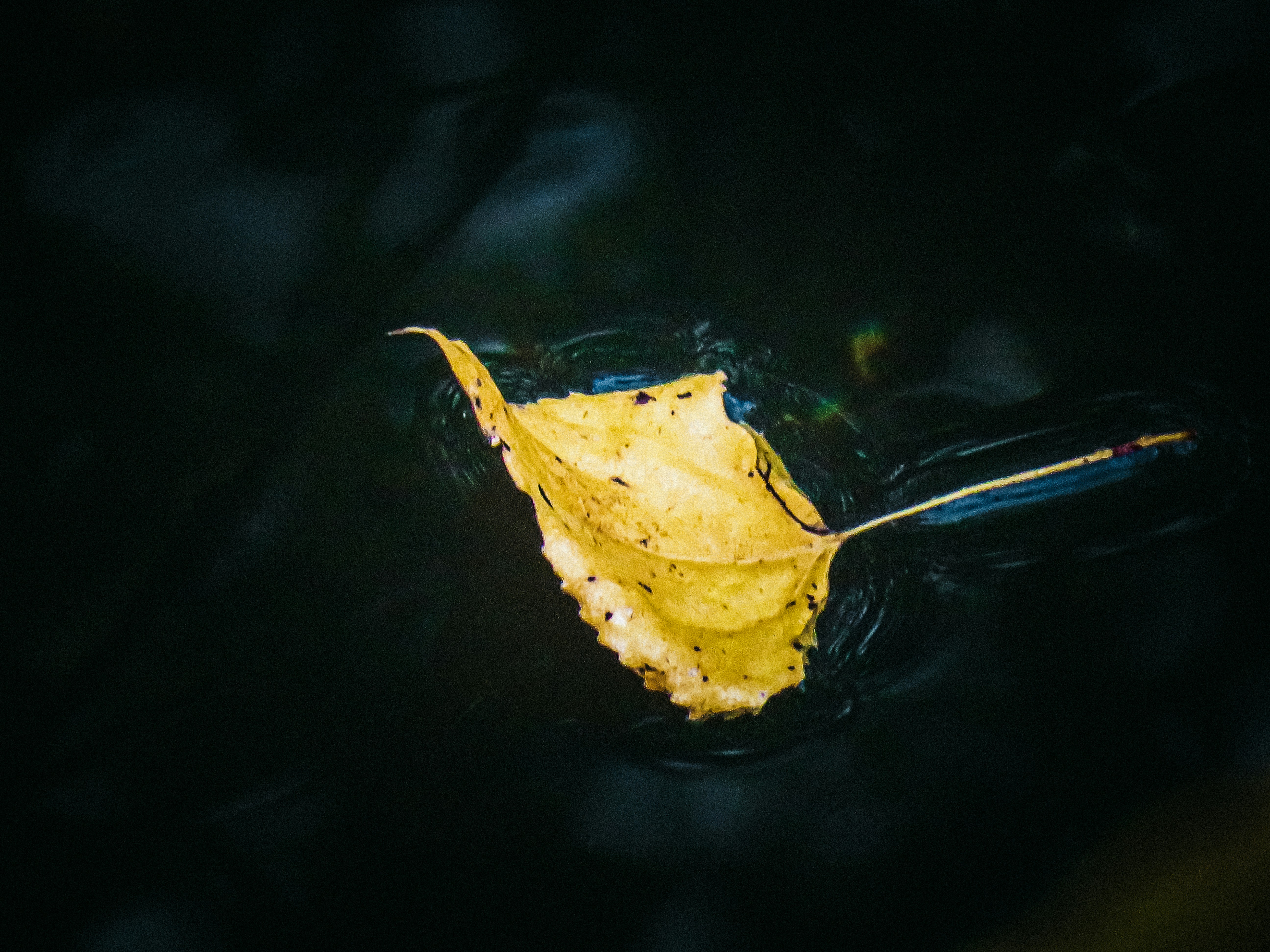 Photo by jgcachafeiro