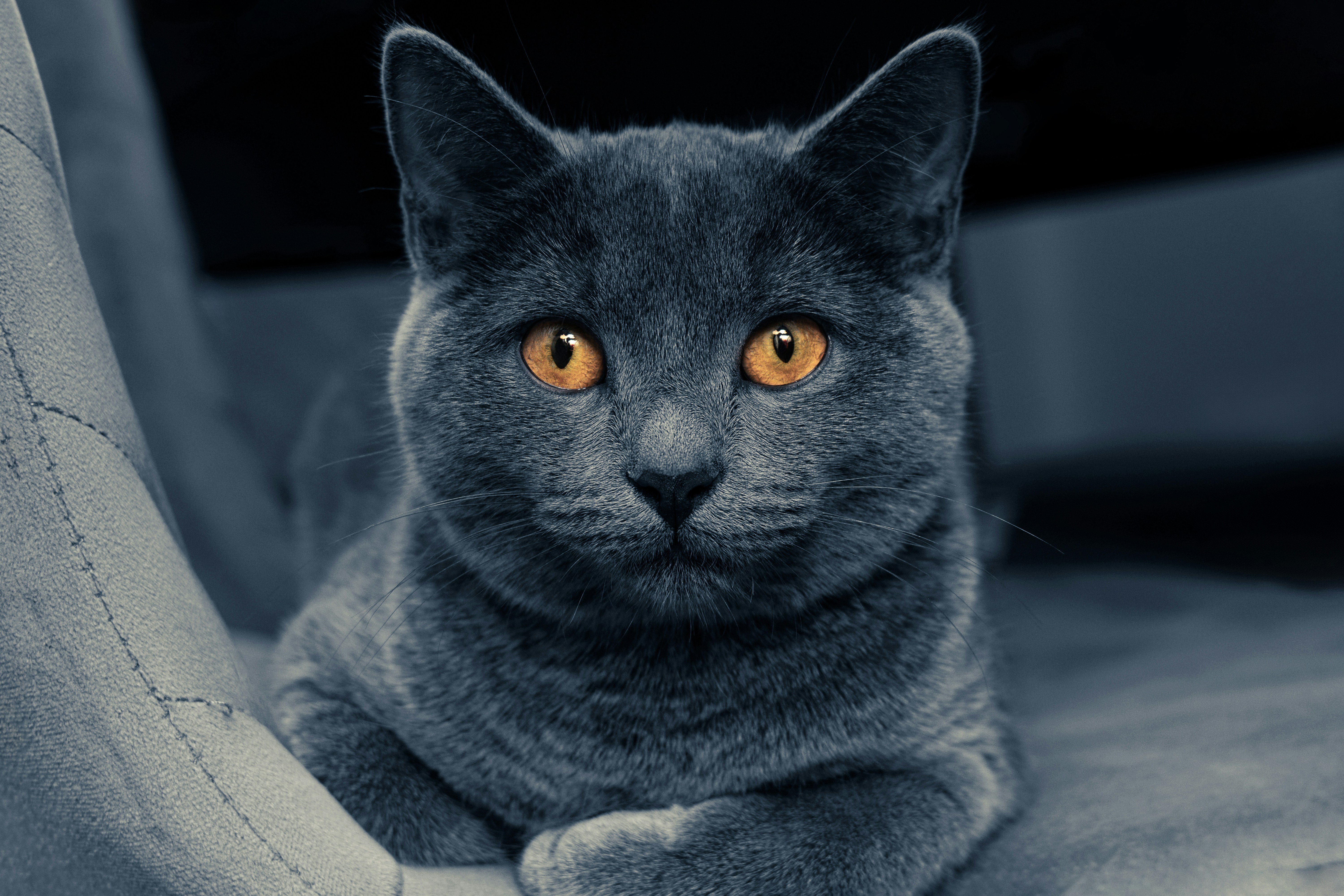 A gray cat with yellow eyes sitting on a couch