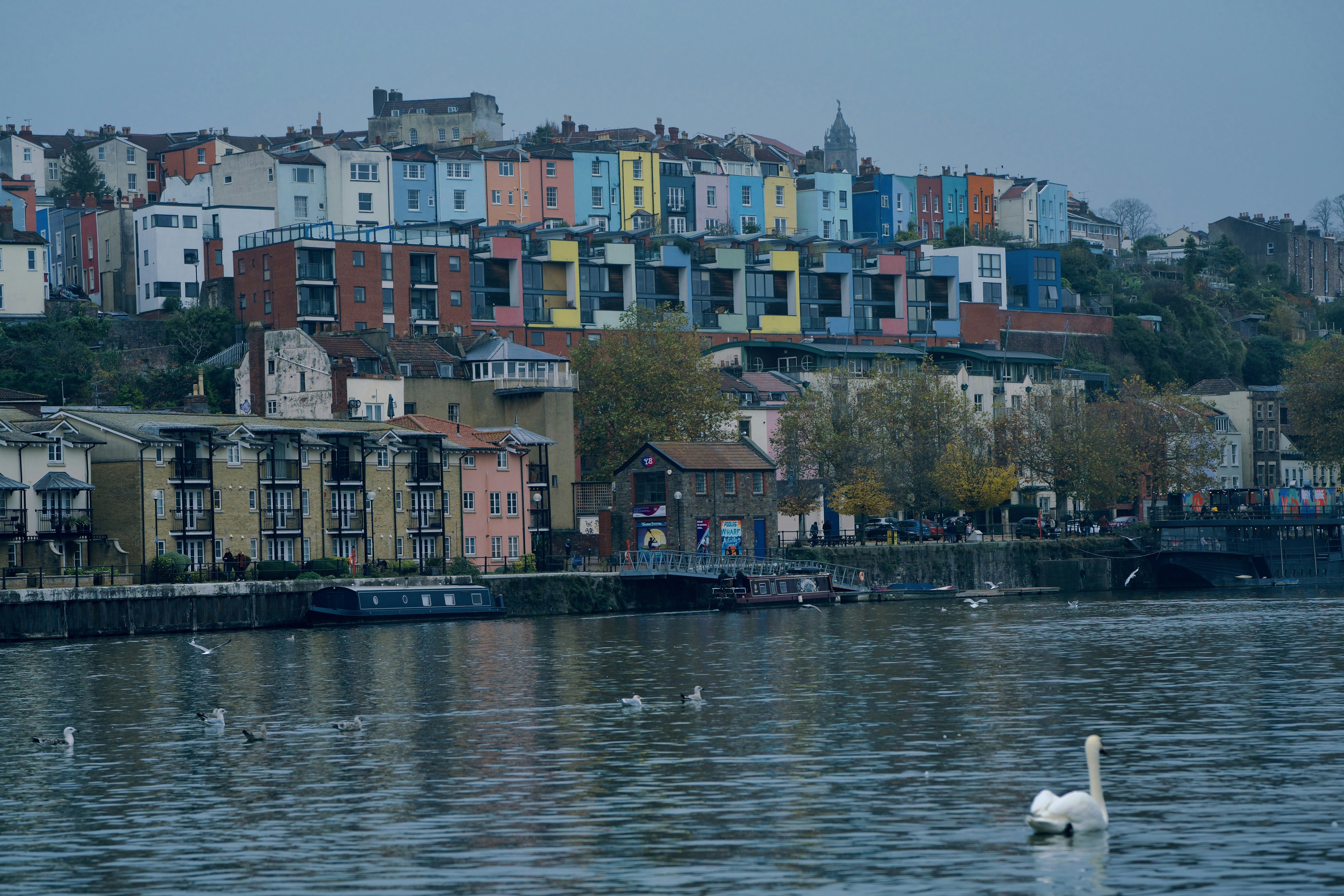 A swan is swimming in the water in front of a row of houses