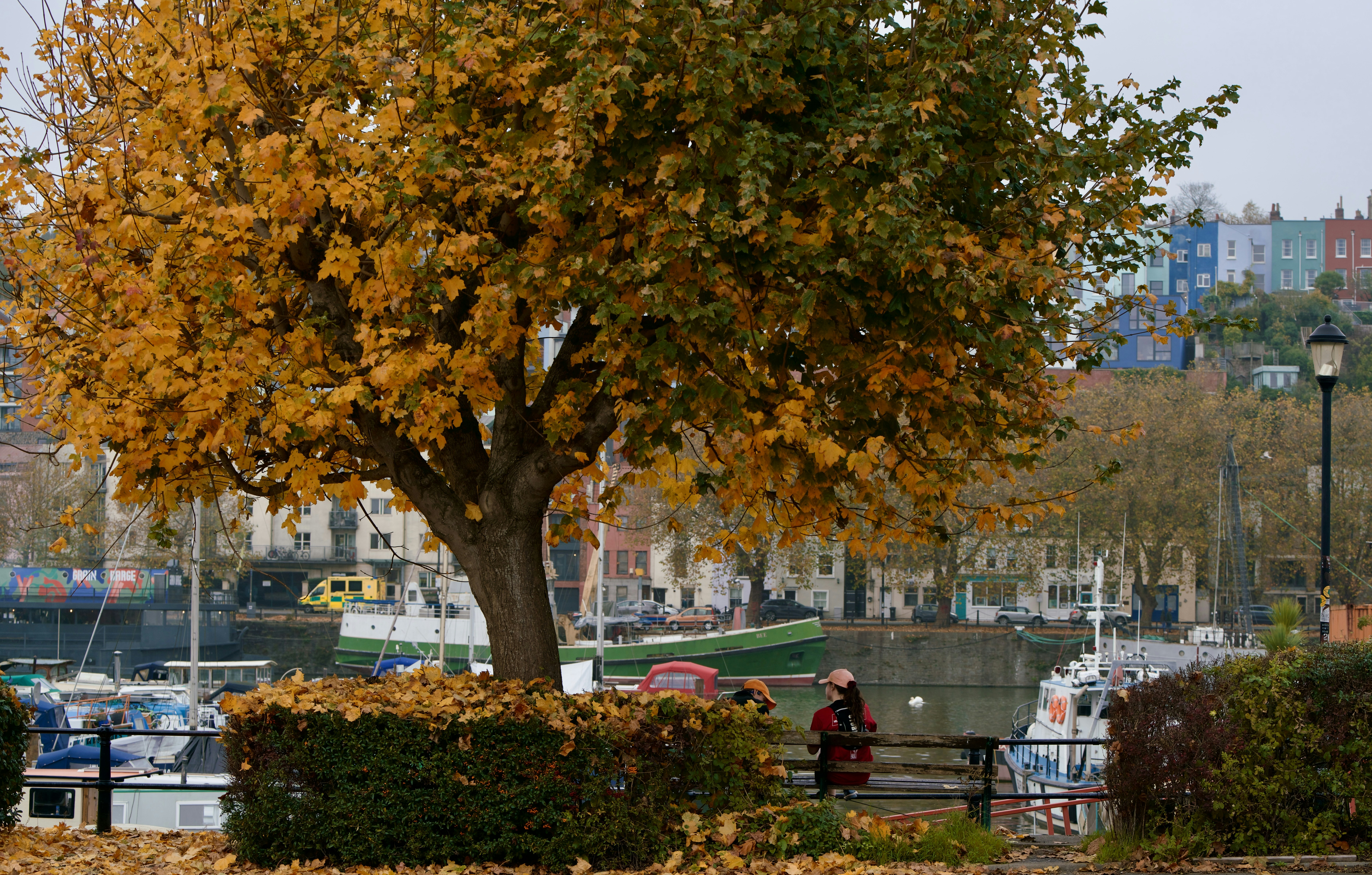 A tree with yellow leaves in front of a body of water