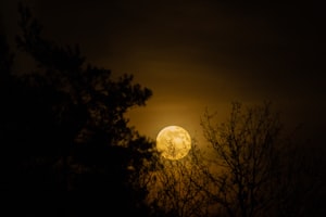 Moonlight