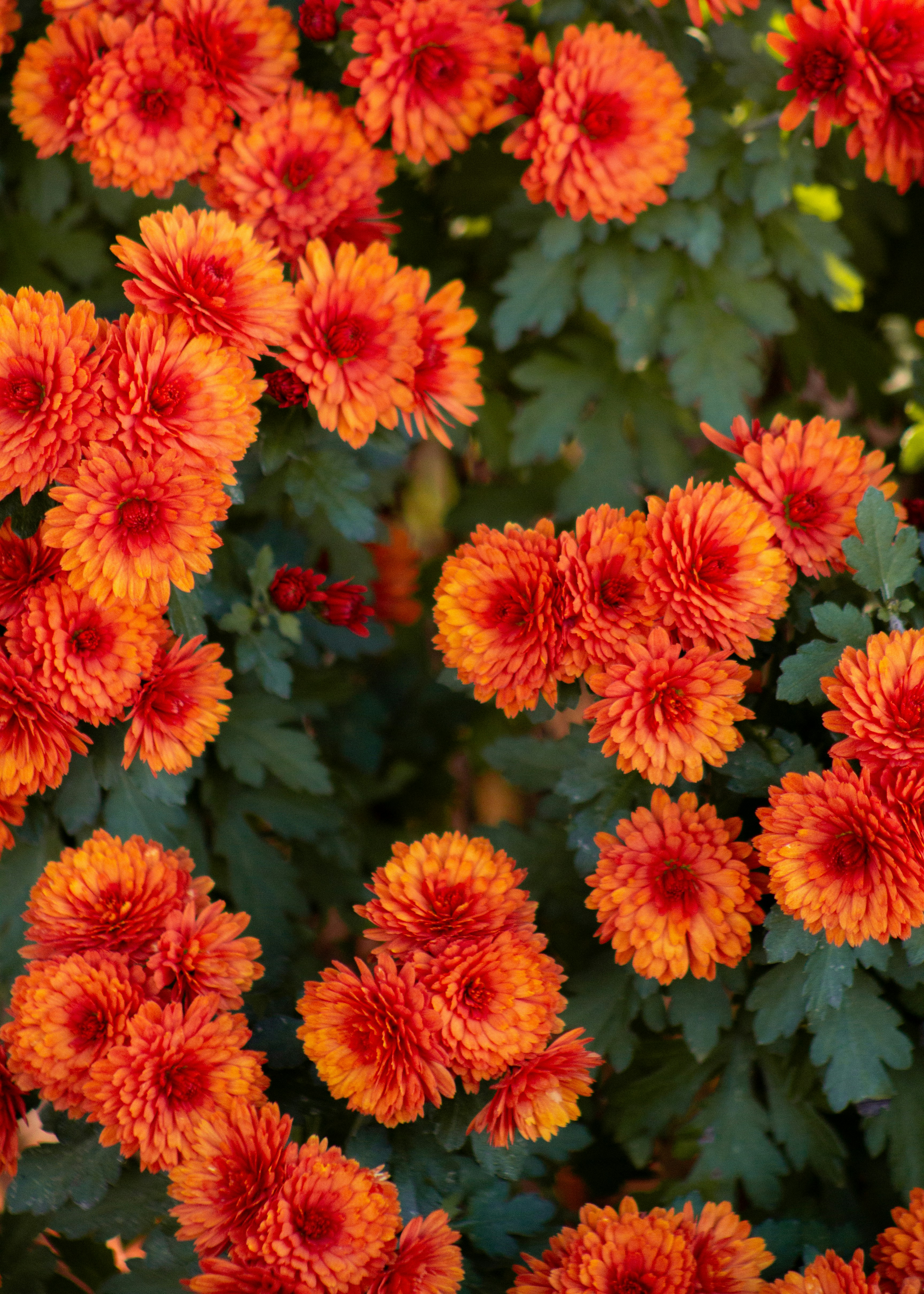 Photo by charlysey278