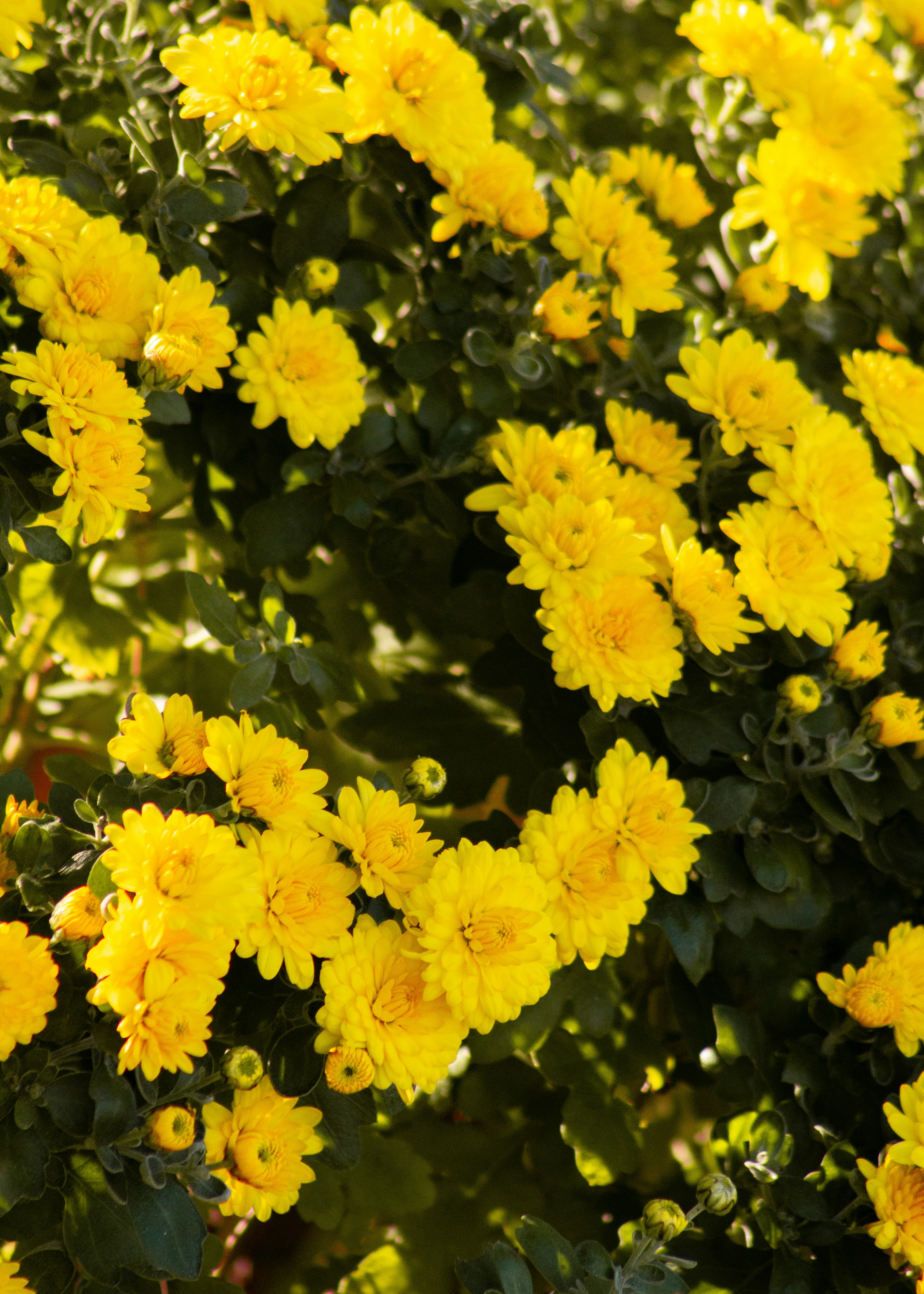 Photo by charlysey278