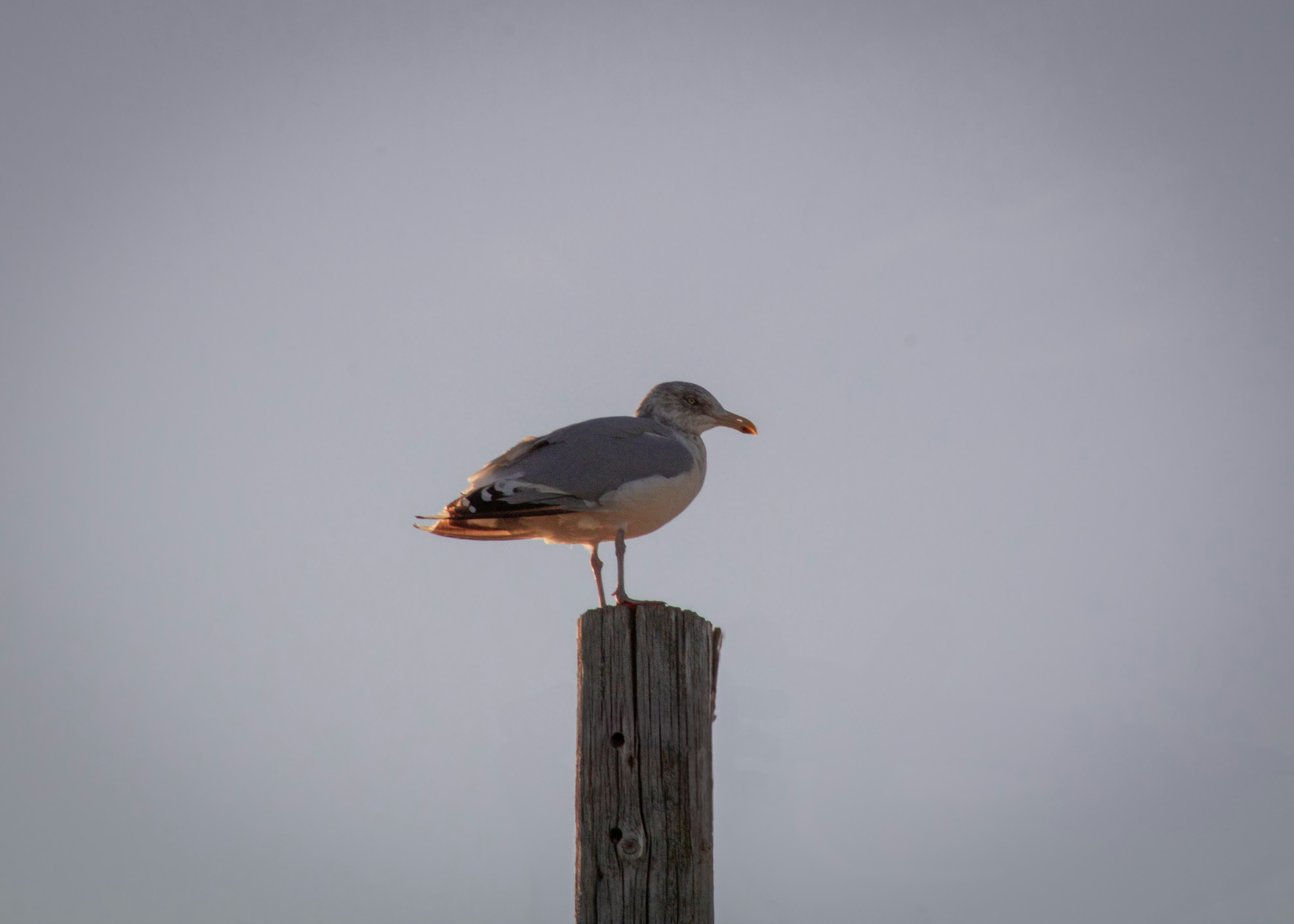 Photo by charlysey278