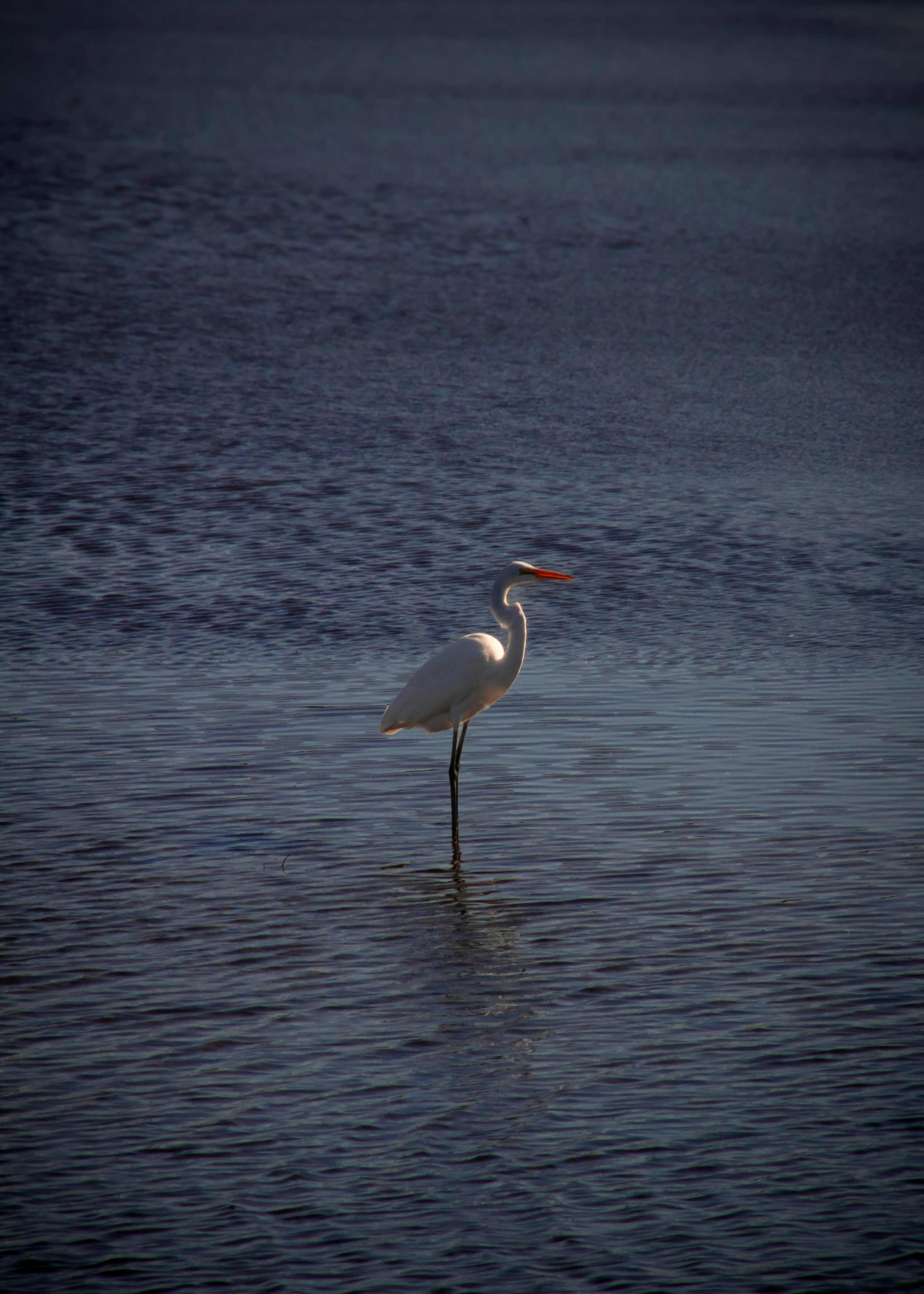 Photo by charlysey278