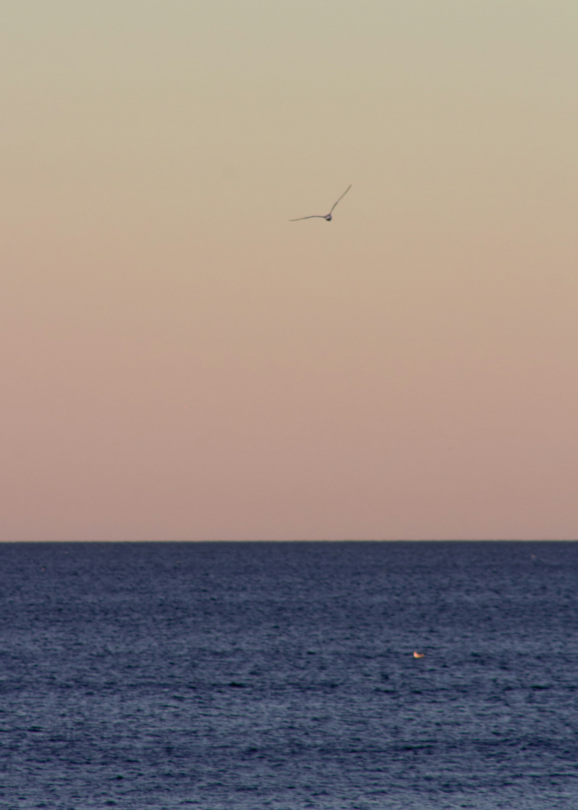 A bird flying over the ocean at sunset