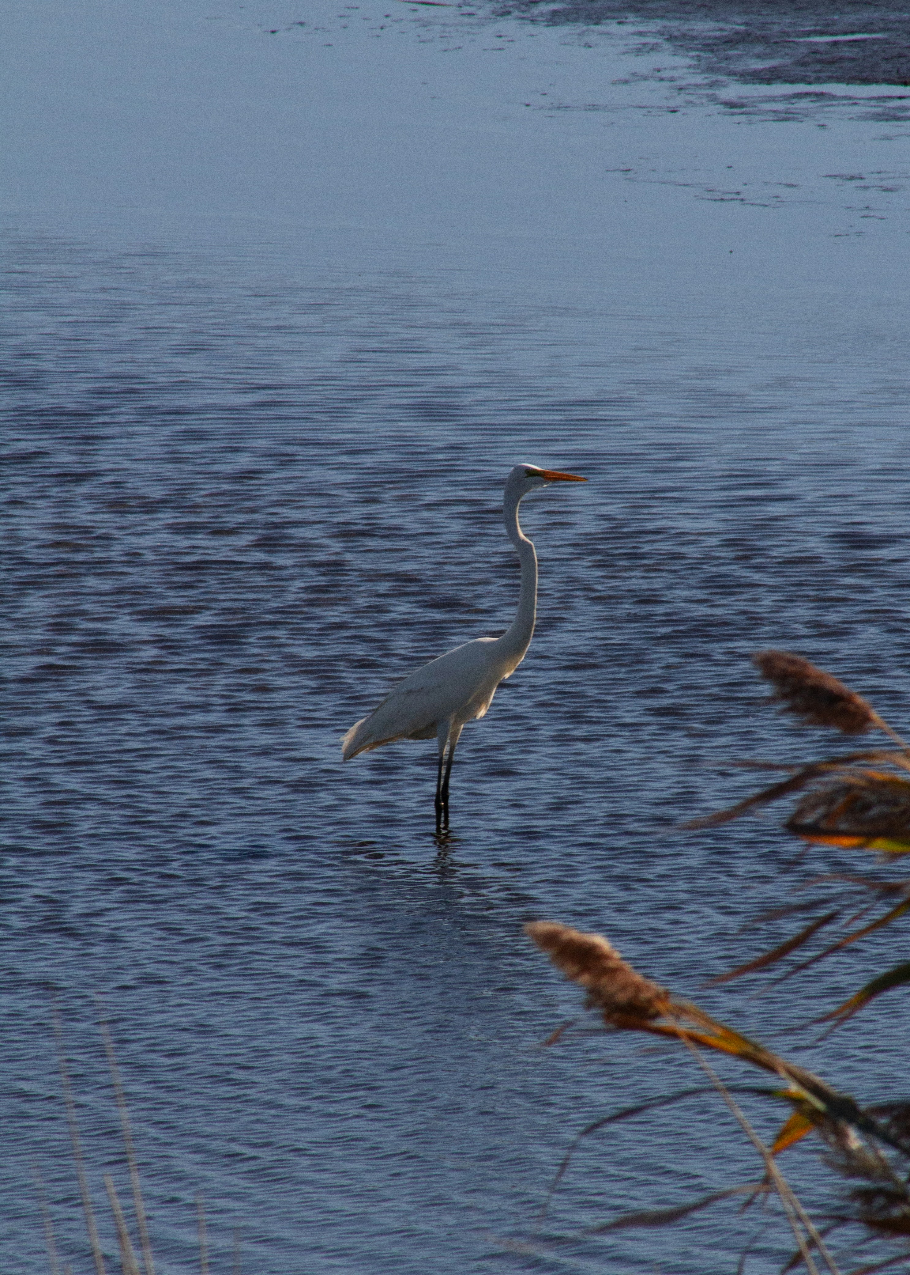 Photo by charlysey278