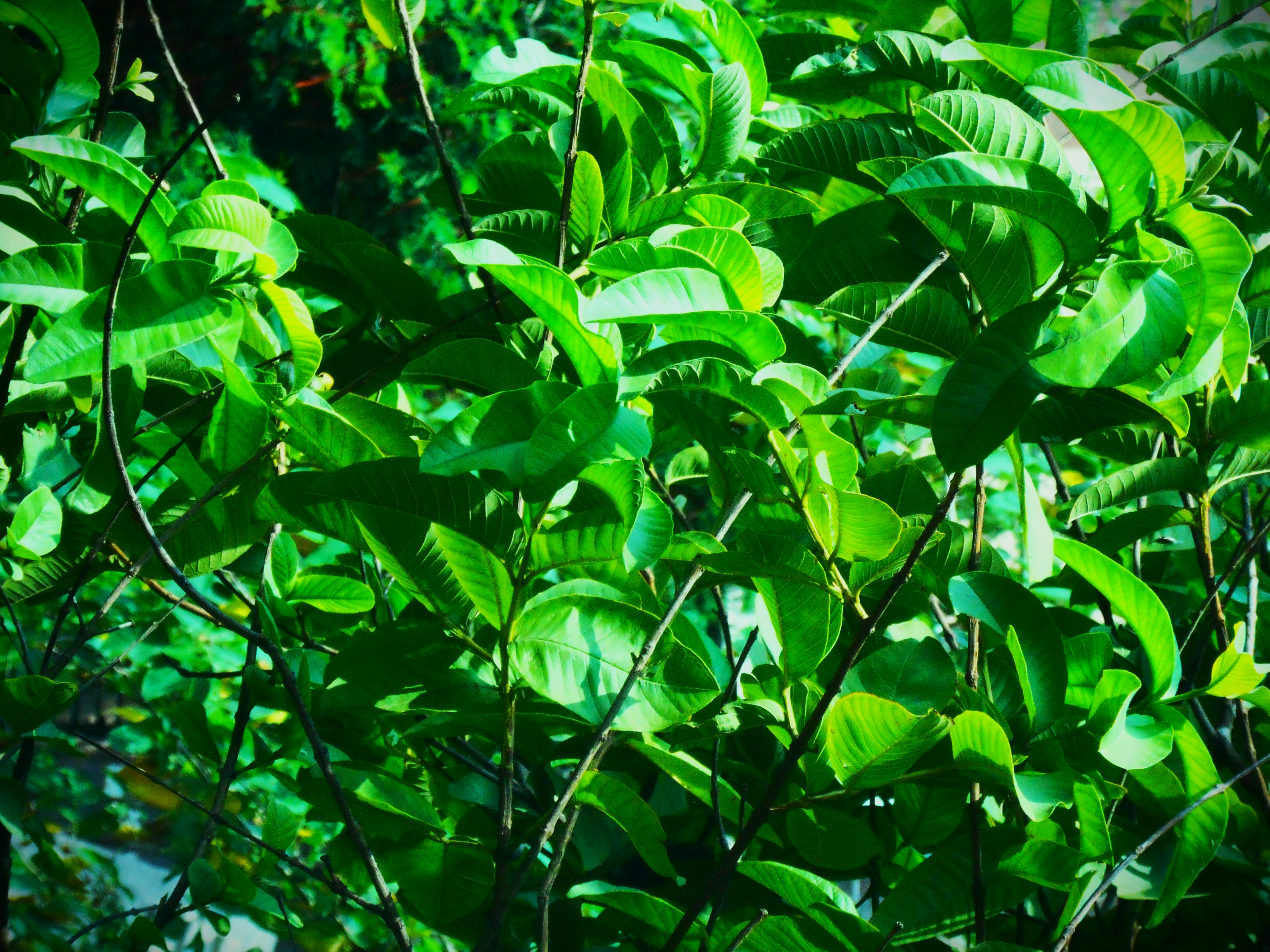 Photo by syedsaqib3451