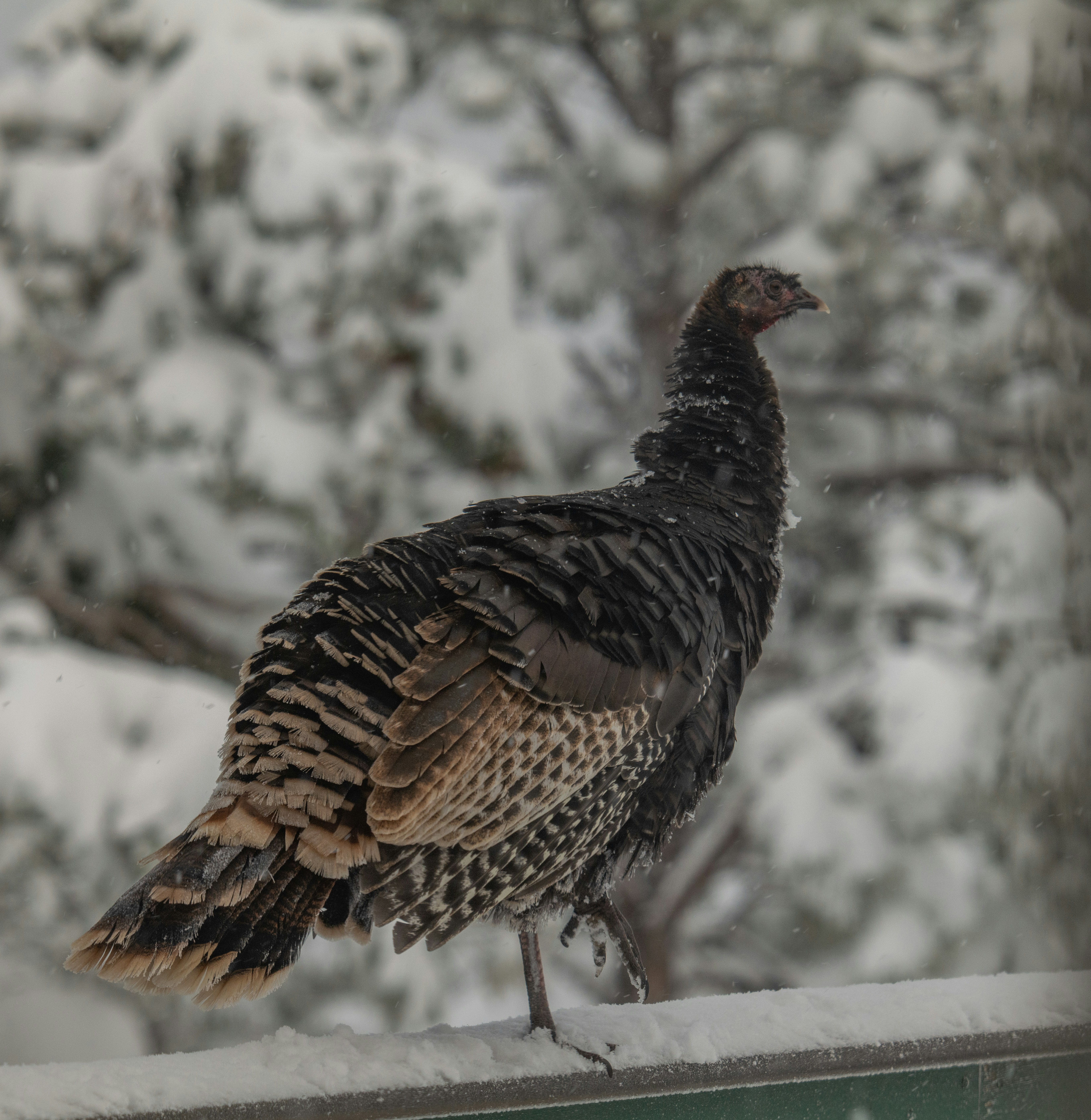 Photo by huntermastersmusic