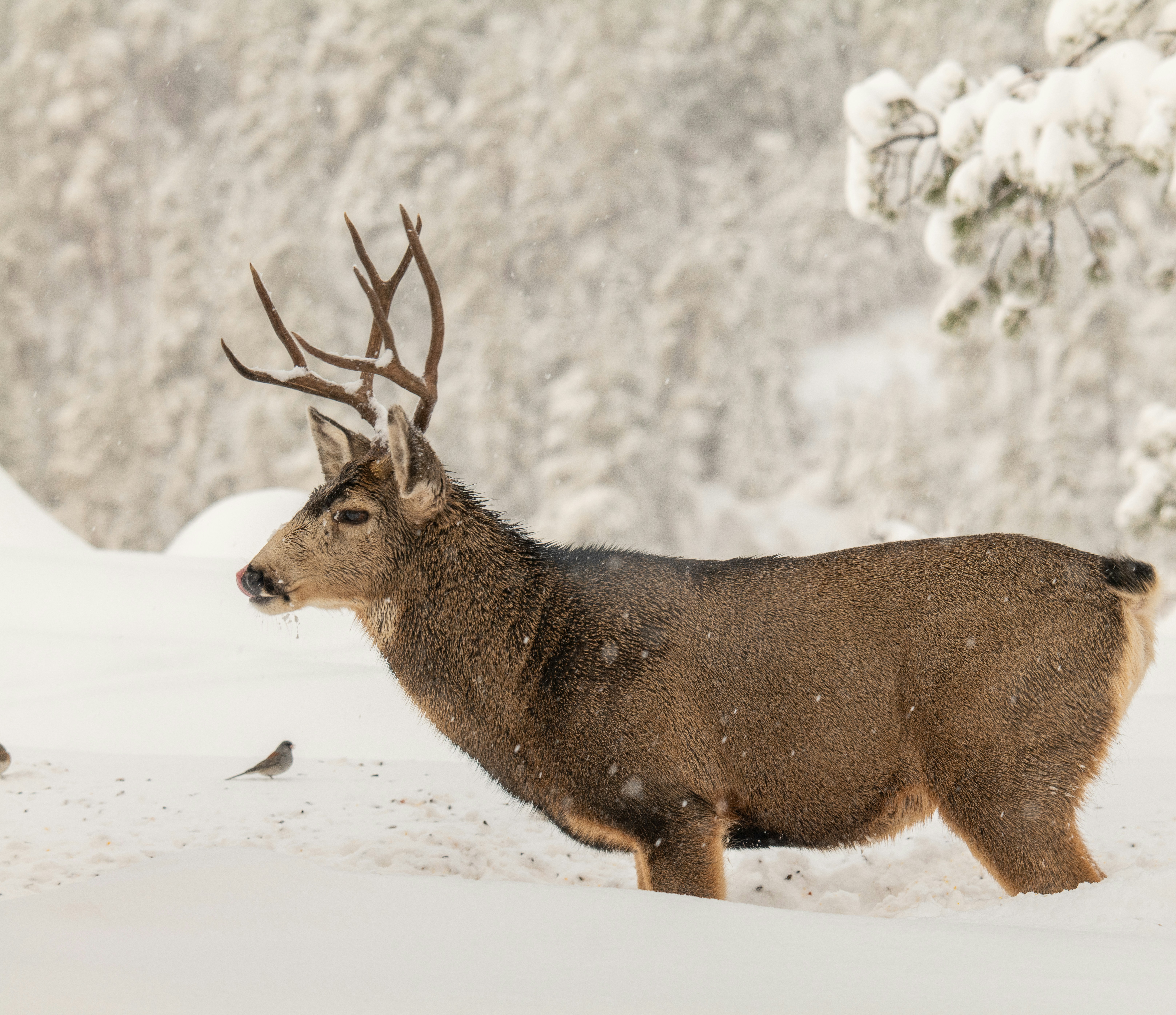 A couple of deer standing next to each other in the snow