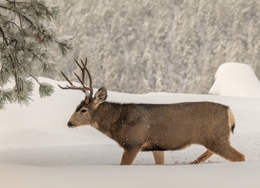 Trophy mule deer buck in Utah canyon country with red rock formations
