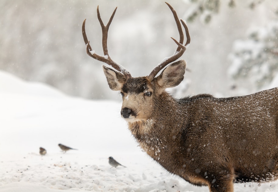 California coastal hills and oak woodland terrain typical of blacktail deer habitat