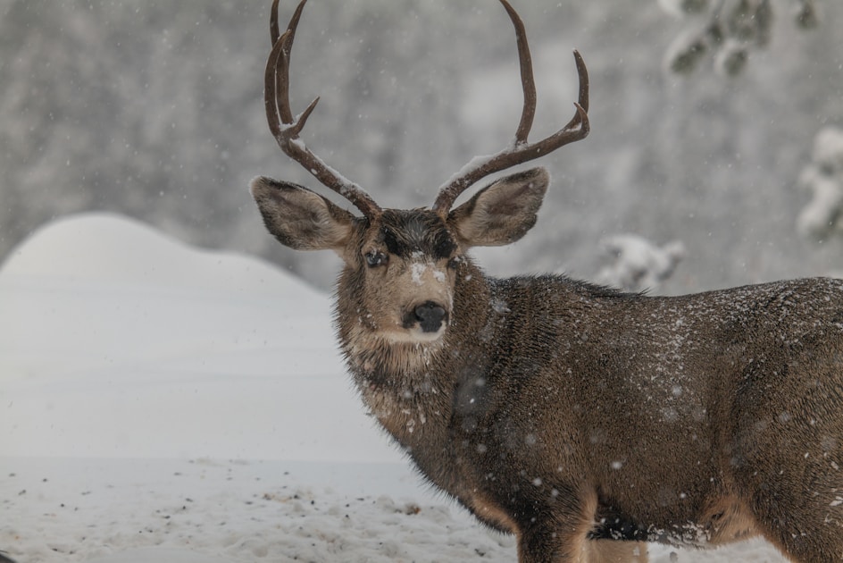 Mule deer buck in western sagebrush habitat at golden hour
