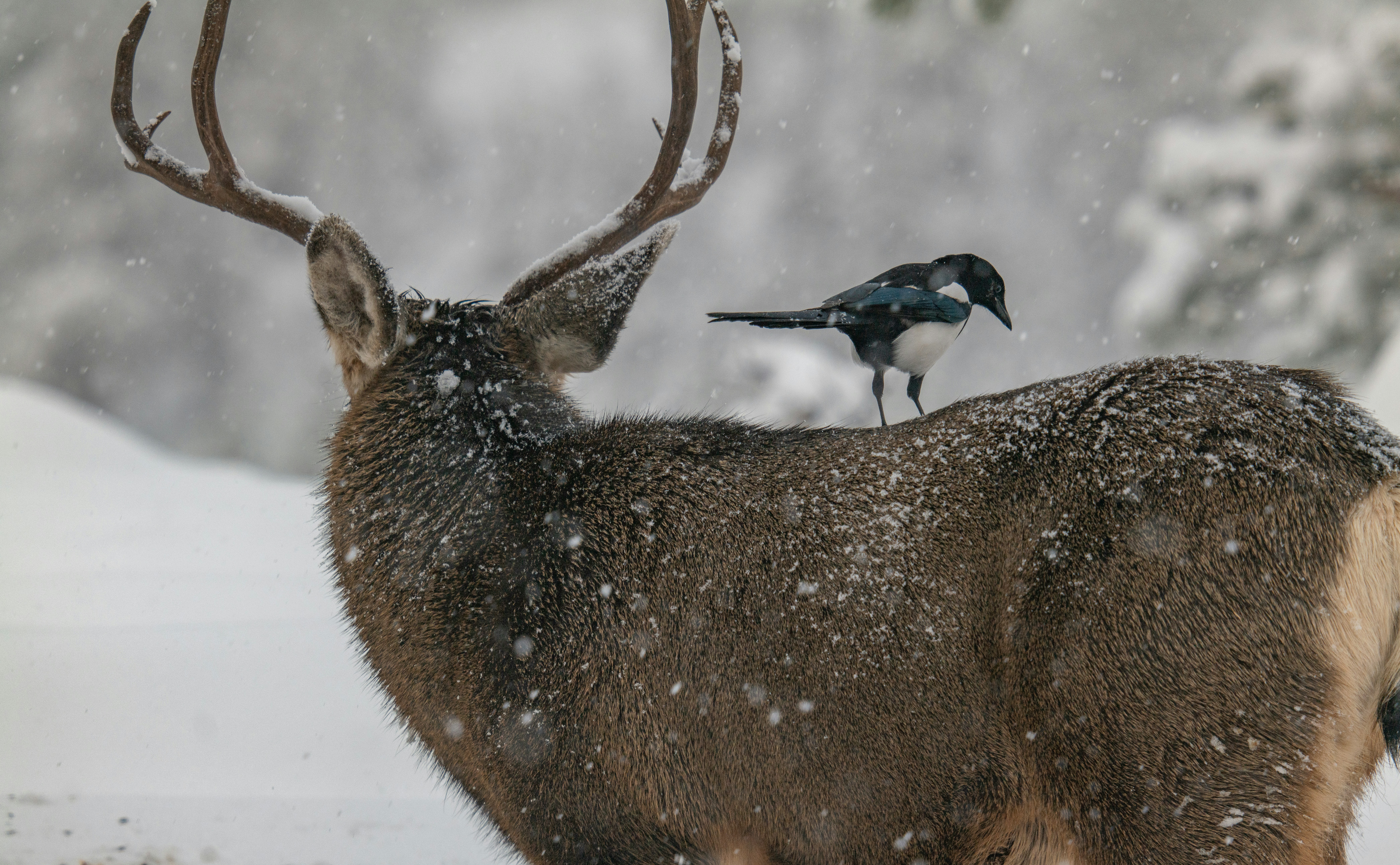 A bird is perched on the back of a deer's head
