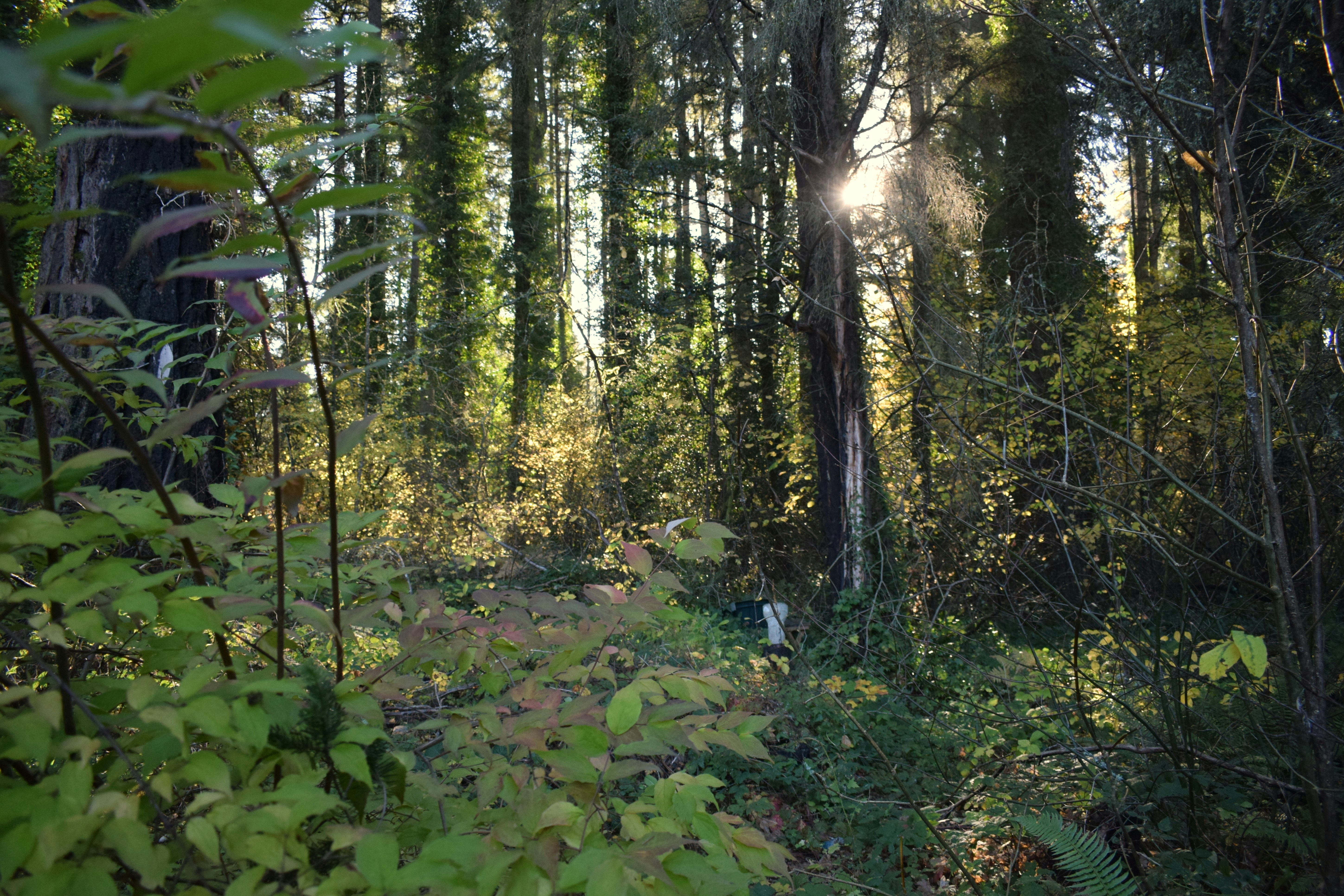 Pine forest sunlight, Wild blackberries bush, Dandelion field macro, Foraging basket woods, ilustrasi artikel Nature’s Pantry: A Beginner’s Guide to Identifying Edible Plants in North American Woods 5