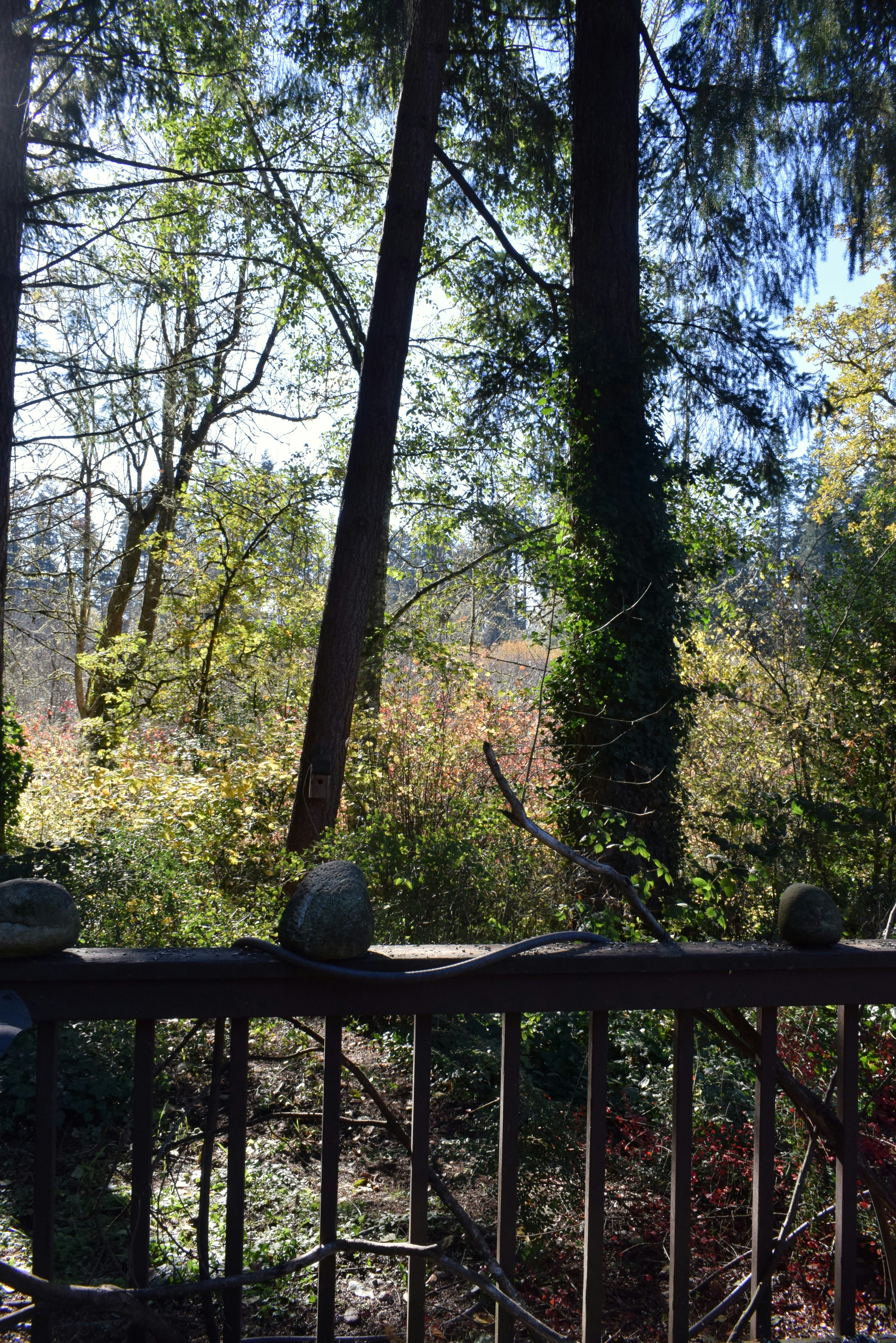 Pemandangan area hutan dari balkon