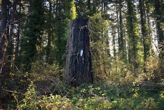 A tree stump in the middle of a forest