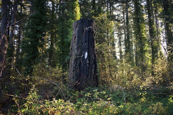 A tree stump in the middle of a forest